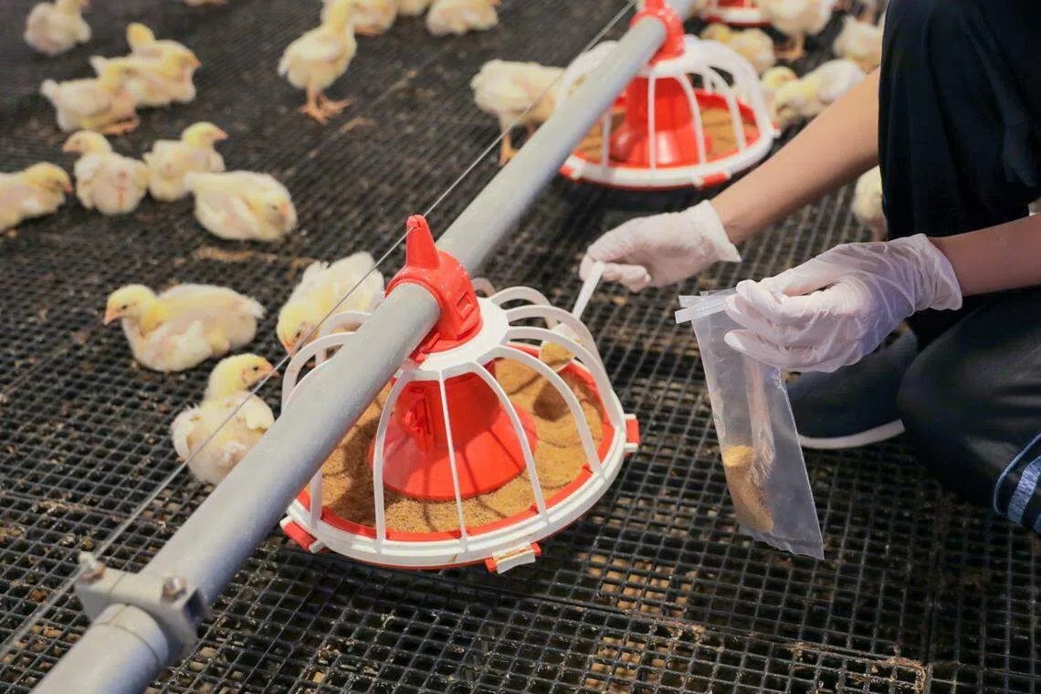 食品局团队也会对鸡粮采样，评估鸡粮中是否含有抗生素等兽药残留物。（食品局提供）