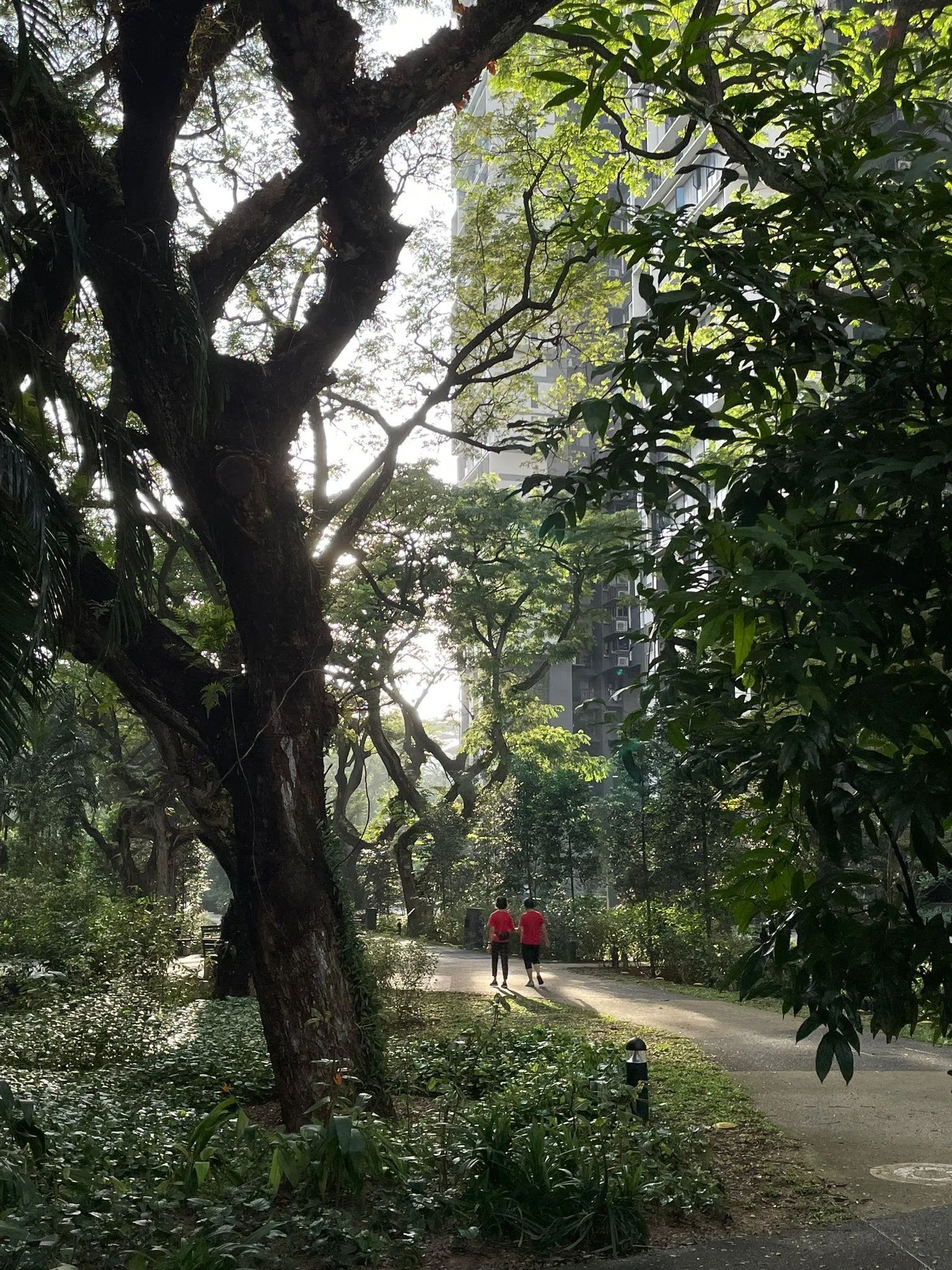 SkyParc与SkyTerrace之间的小公园，阳光透过树叶的缝隙撒下光亮与温暖。（受访者提供）