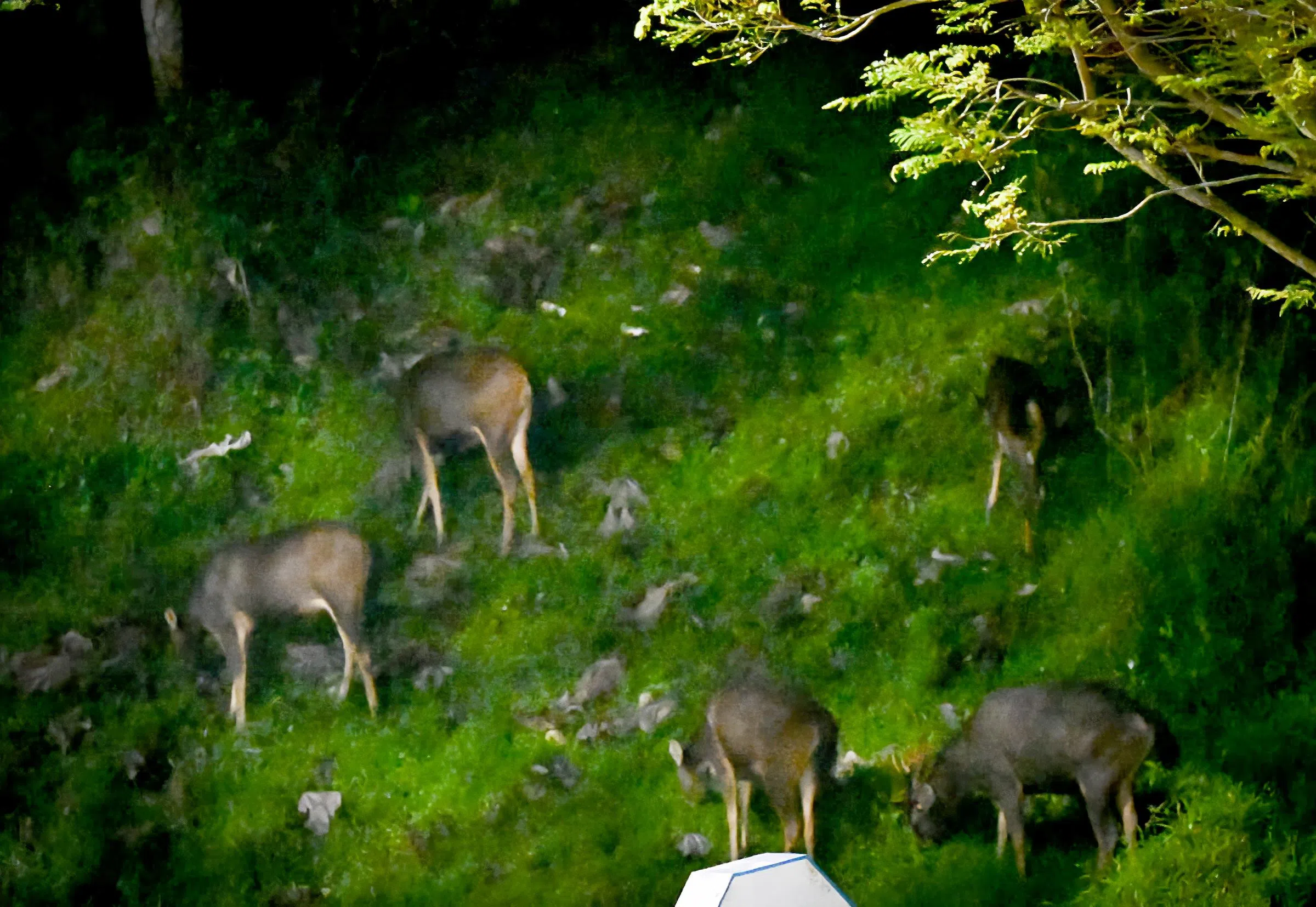 3月9日凌晨，万礼路靠近动物园入口的路边，野生水鹿在草丛中行动。（受访者提供）