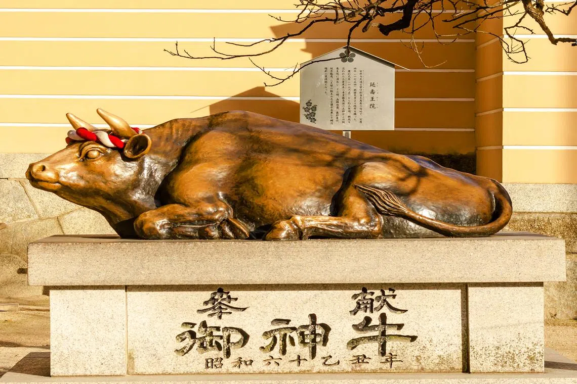 传说摸天满宫的御神牛头部可以增长智慧，摸身体则可以保佑平安健康。（蓝天游摄）