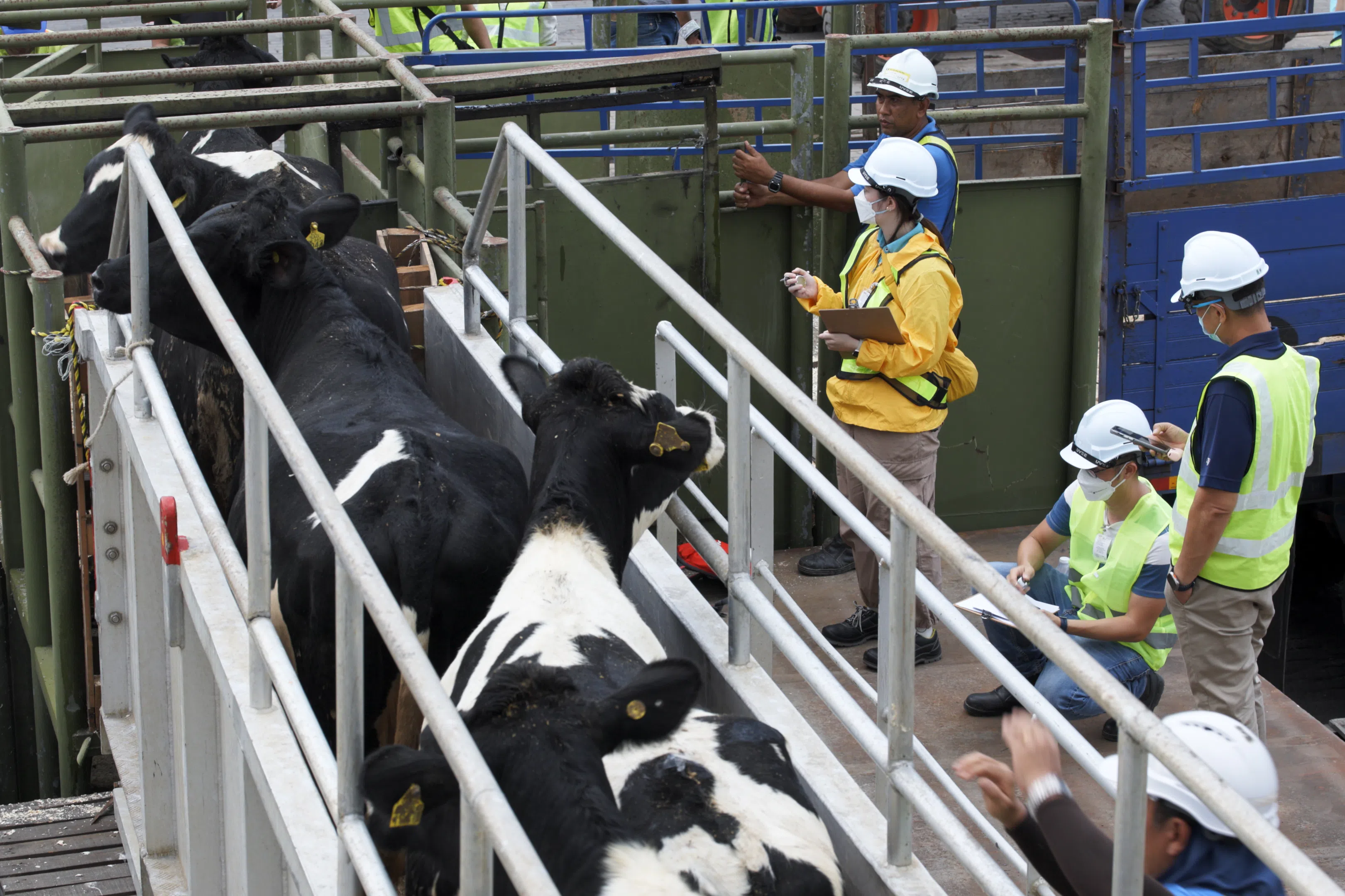 星狮集团位于马来西亚的奶牛场迄今共有3500多头奶牛，6月起开始挤奶，并以F&N Magnolia品牌逐步面市。（星狮集团提供）