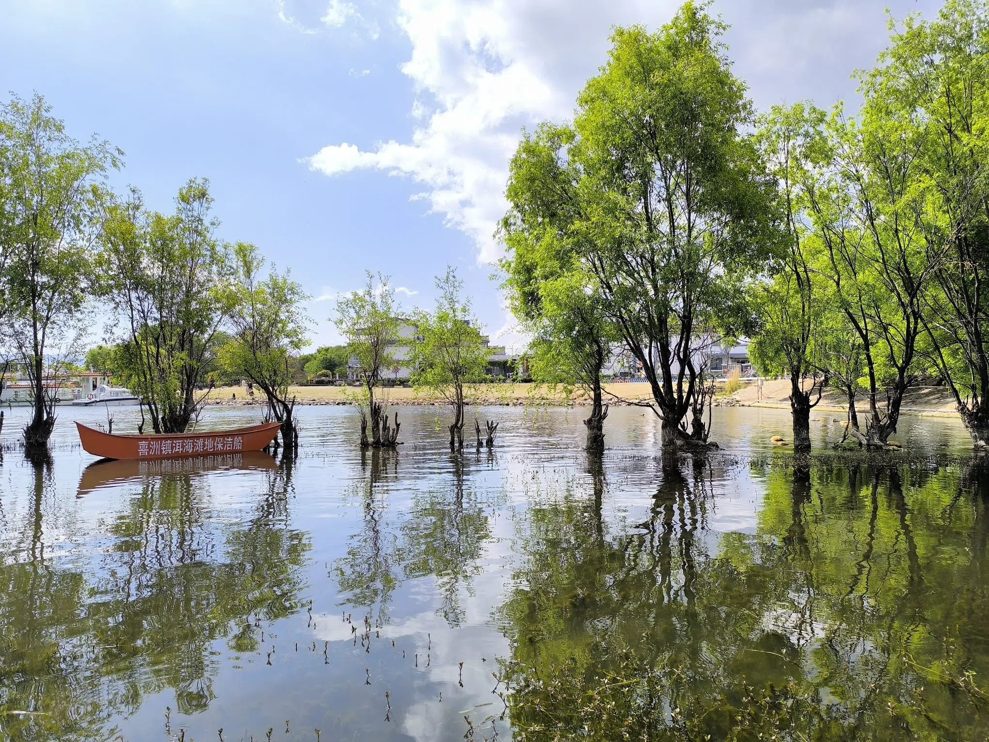 海舌公园大片湿地漂浮着小树林，有诗在远方的意境。（许月英摄）