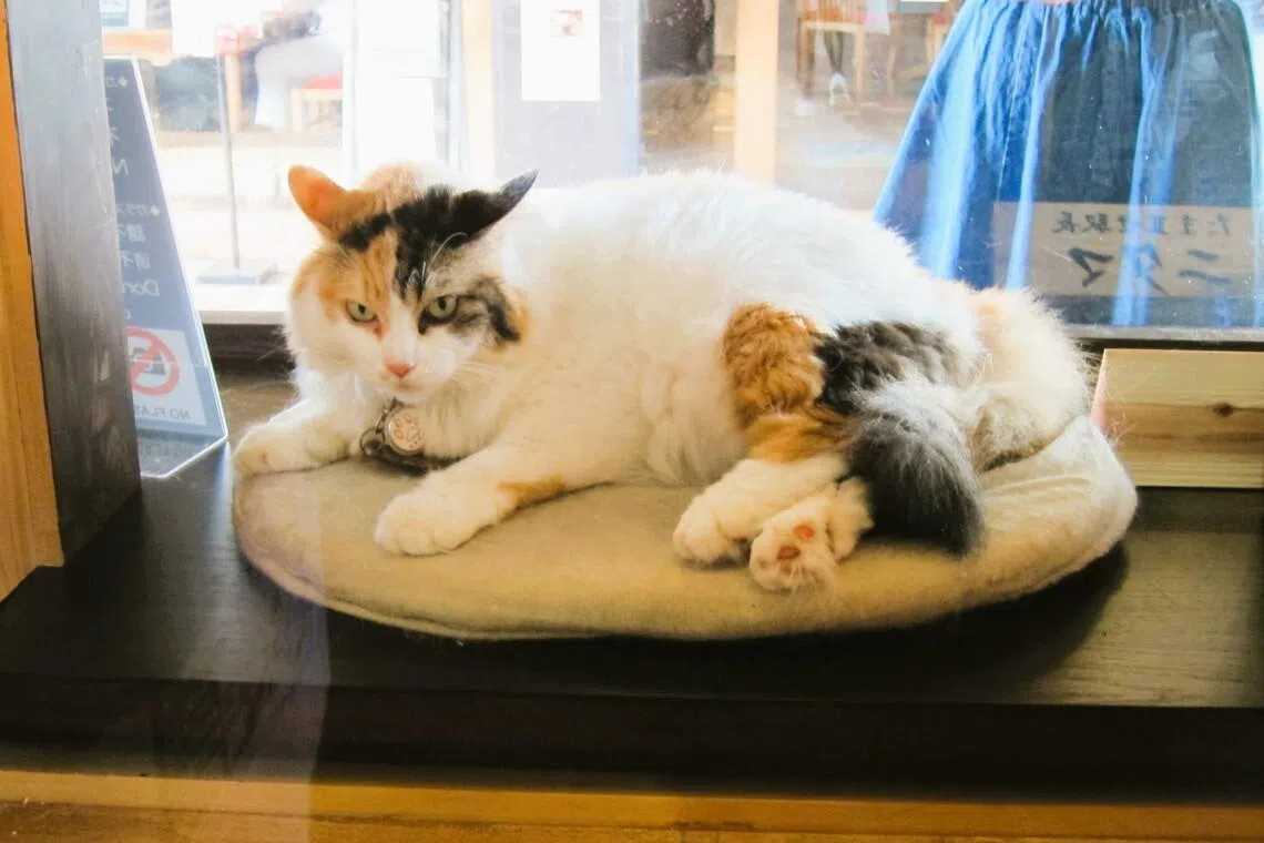 第二任站长“二代玉”有黑、棕、白三种毛色，但以白色为主。它已于2025年11月20日离世。（苏杭提供）