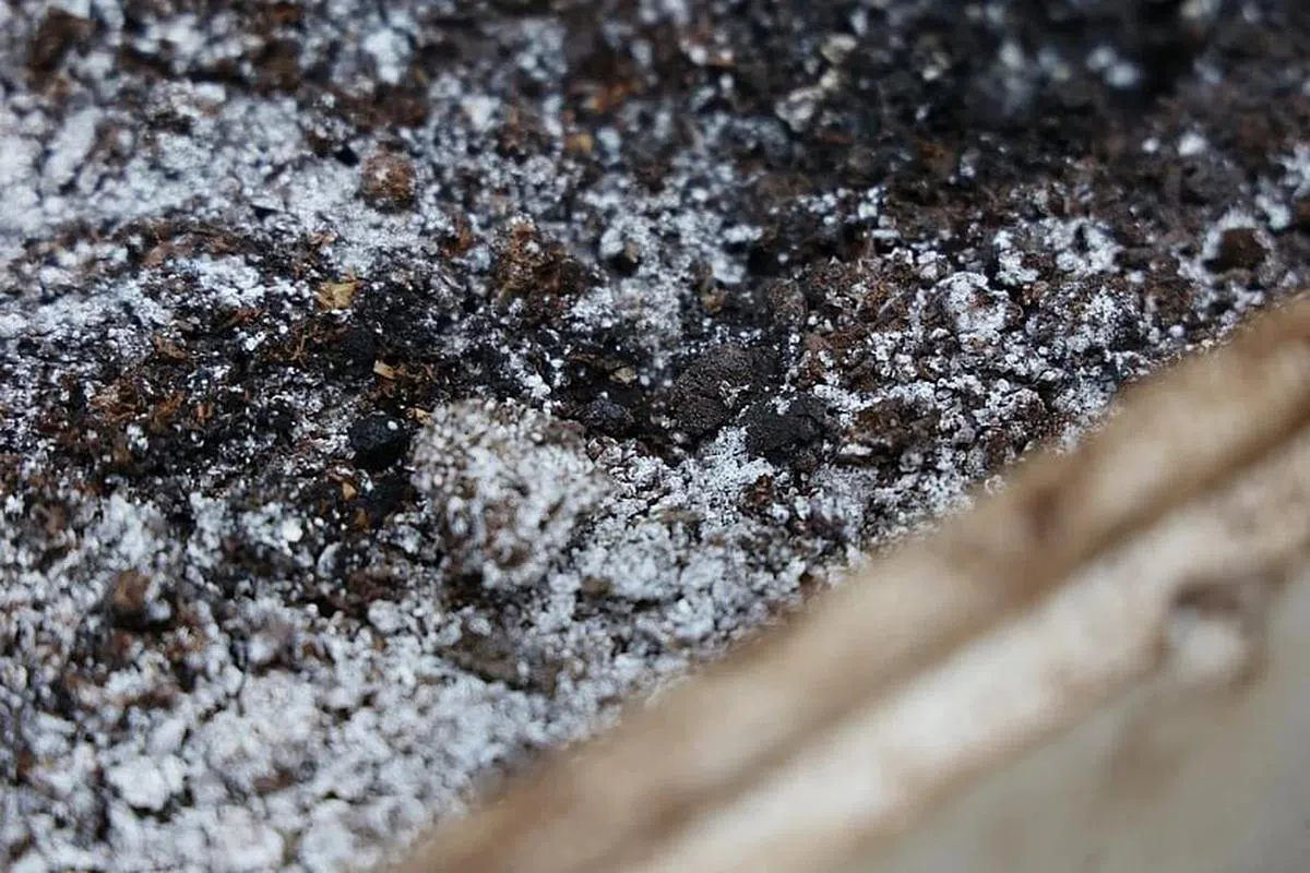 咖啡渣和黄豆渣发酵两三个月后就能当作肥料使用。