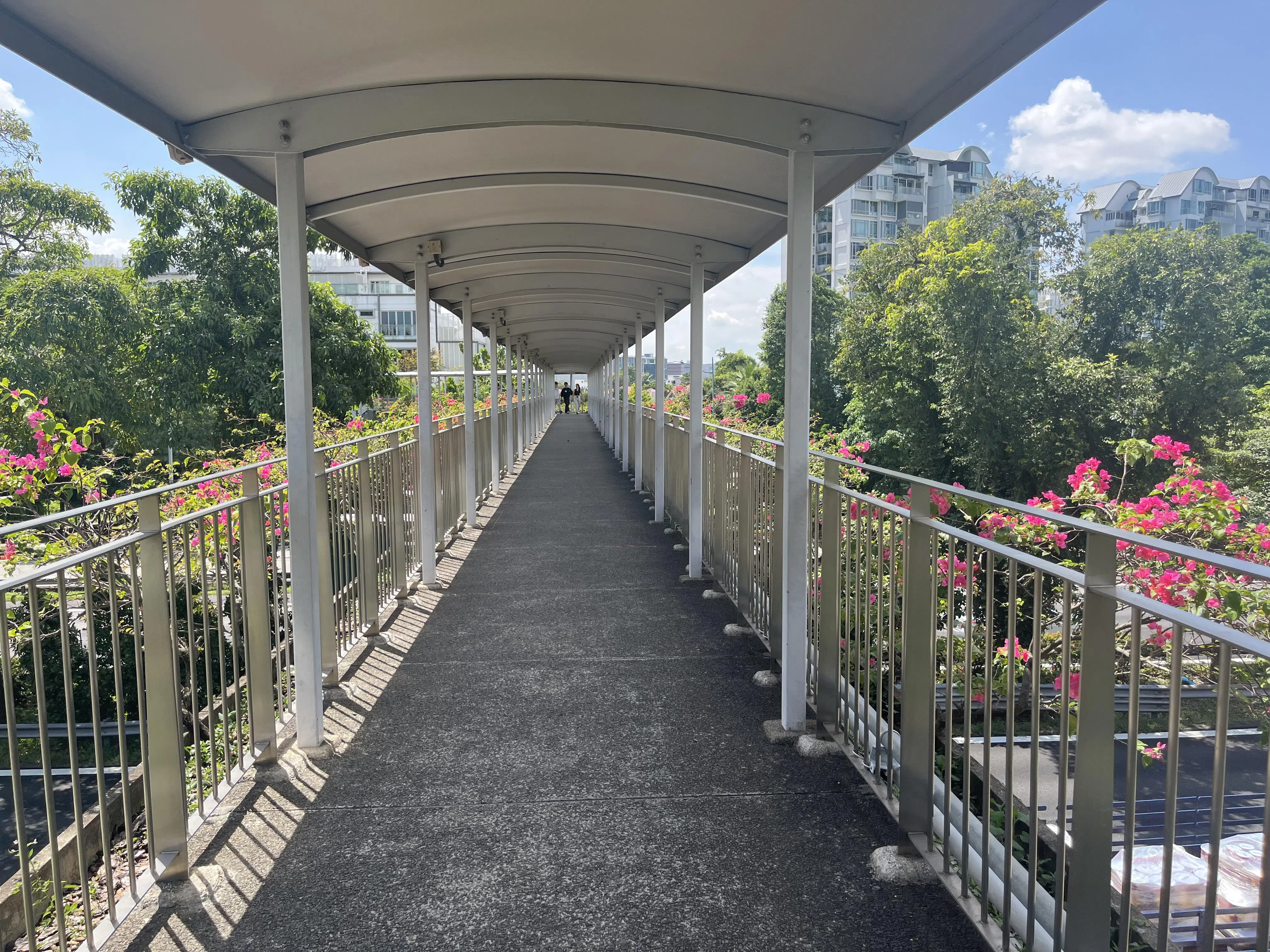 靠近NEWest商场的行人天桥，九重葛开花时让人特别想放慢脚步。（陈映蓁摄）