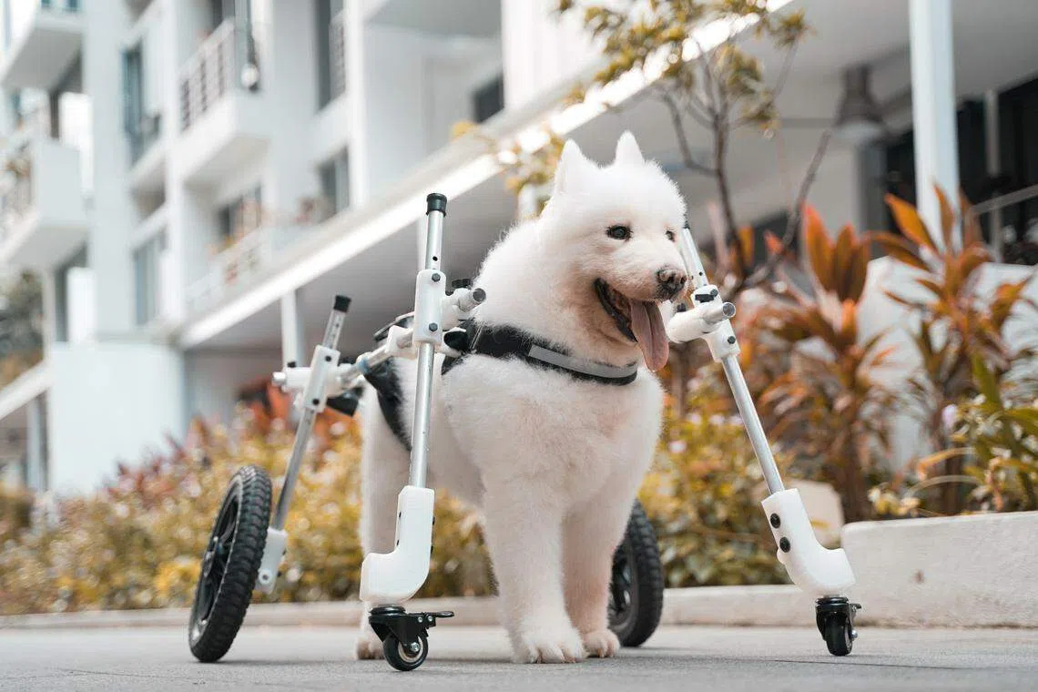 15岁高龄的Rosie用张梓恩设计的轮椅，终于能够再次独立行走。（受访者提供）