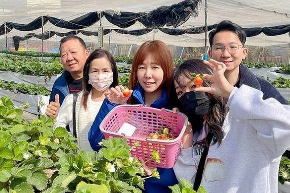 家人飞台一起过农历年，魏妙如带家人一起采草莓。（受访者提供）
