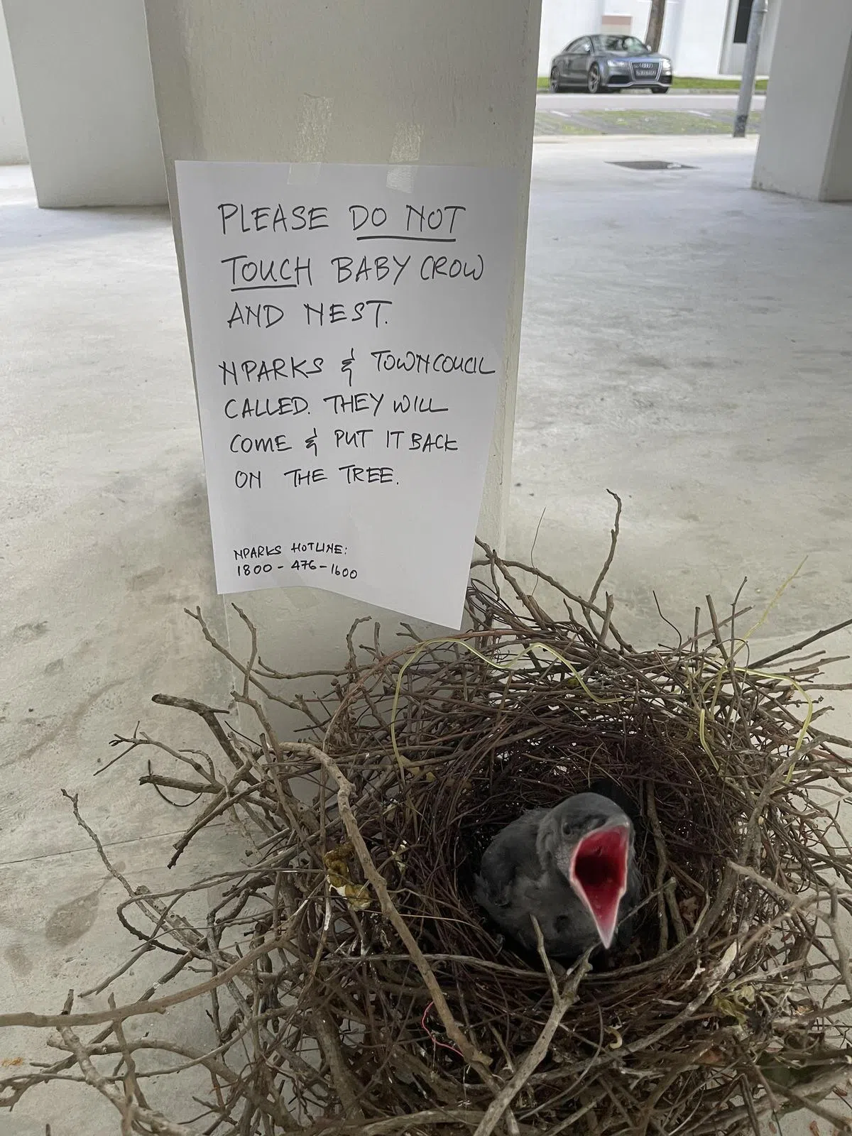 上个星期六（11日），有居民发现乌鸦鸟巢掉落在草坪上，里面还有一只嗷嗷待哺的雏鸟，将鸟巢连同雏鸟转移至组屋楼下，过后交由当局处理。（受访者提供）