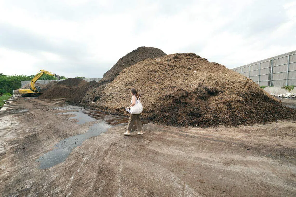 农场里的鸡粪经处理后成了有机堆肥，搁在空地等待运走。（谢智扬摄）