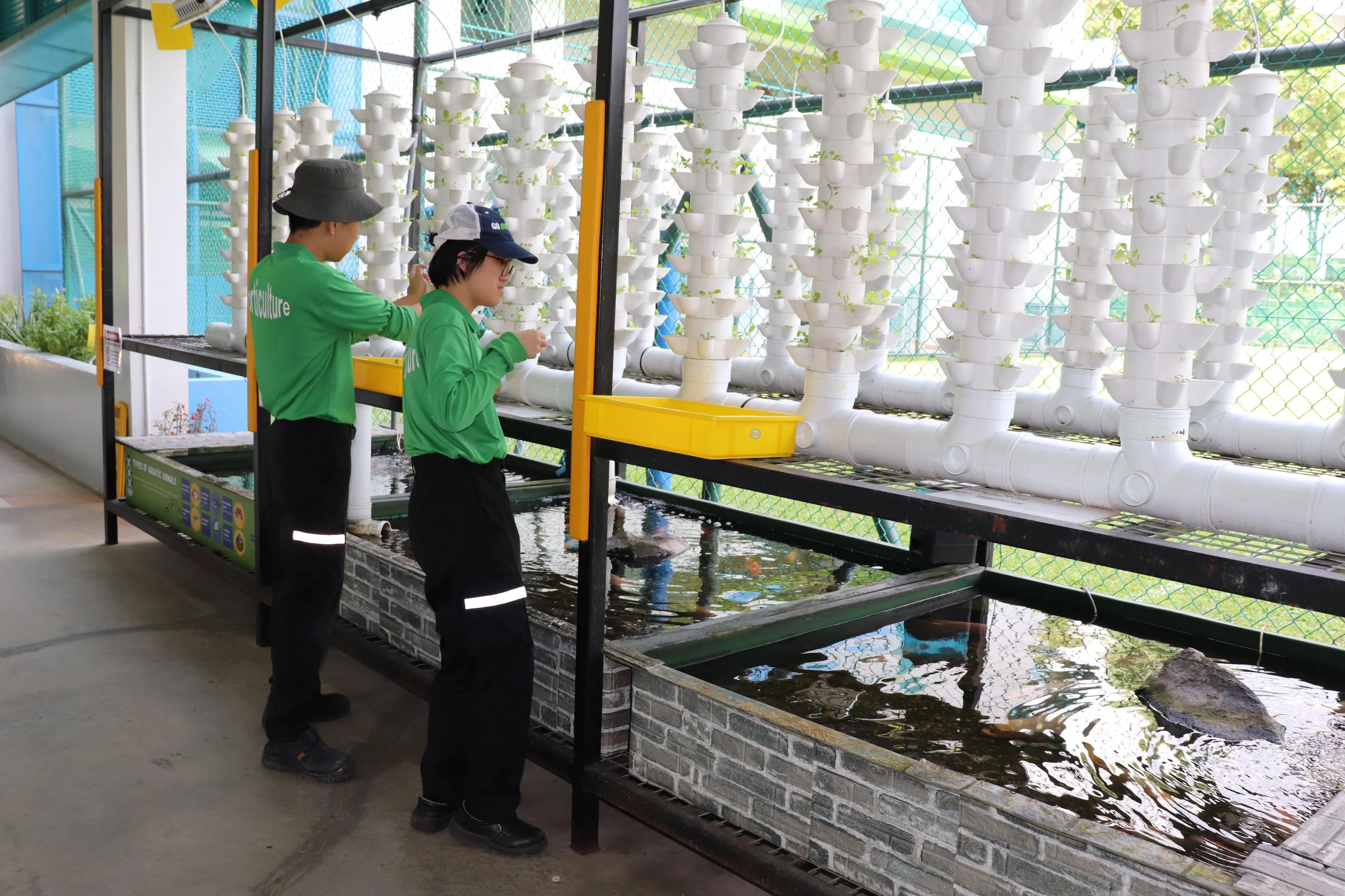 APSN立达高级特别学校打造的“鱼菜共生”养殖场，可同时养鱼种菜，成了园艺和烹饪学生“活学活用”的“课室”。（APSN立达高级特别学校提供）