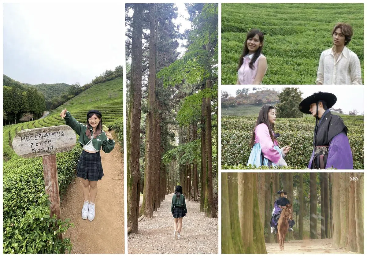 宝城（Boseong）是生产茶叶，其中大韩茶园（Daehan Dawon）是当地最出名的茶园之一（图/SBS、KBS、王昀诗摄）。