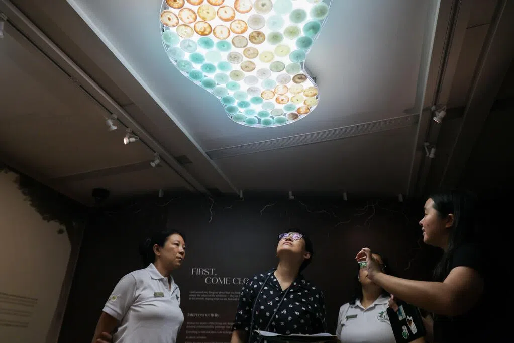 奇菌异虫藏身狮城 亮相植物园文化遗产节特展