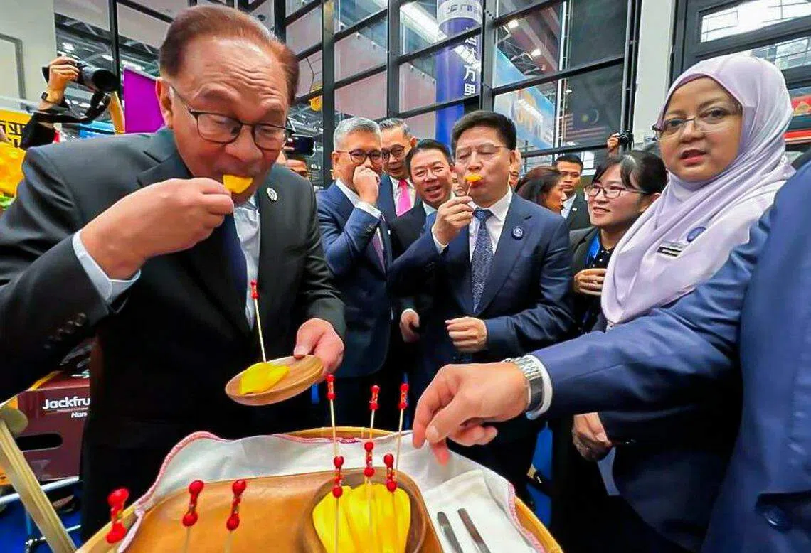 马国首相安华（左）星期天在中国南宁试吃首批销往中国的马国菠萝蜜， 希望推动更多马国水果进入中国市场。（星洲日报）