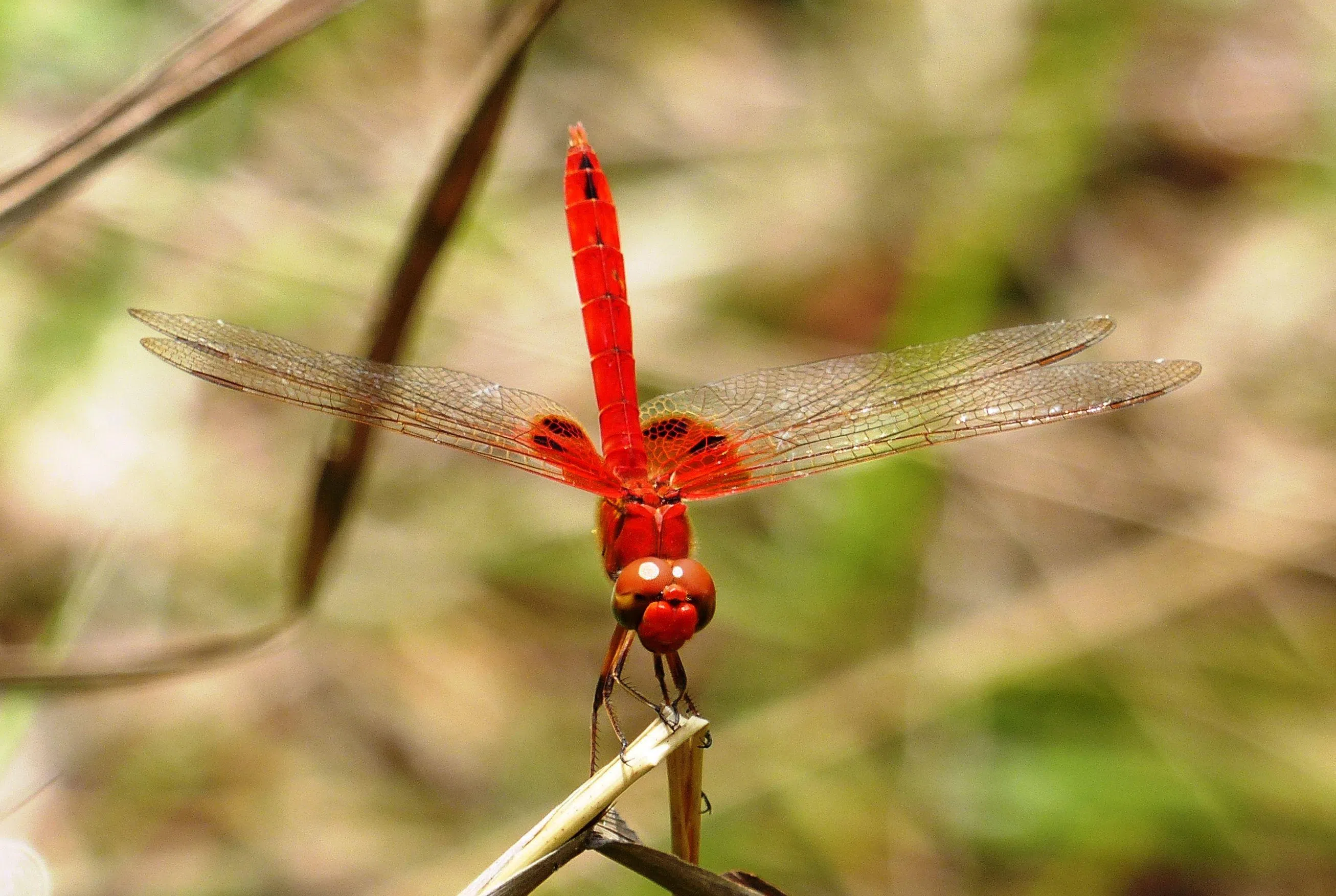 俗称“Rare Basker”的Urothemis abbotti已在新加坡绝迹，最后一次记录是1920年代。（严文江提供）