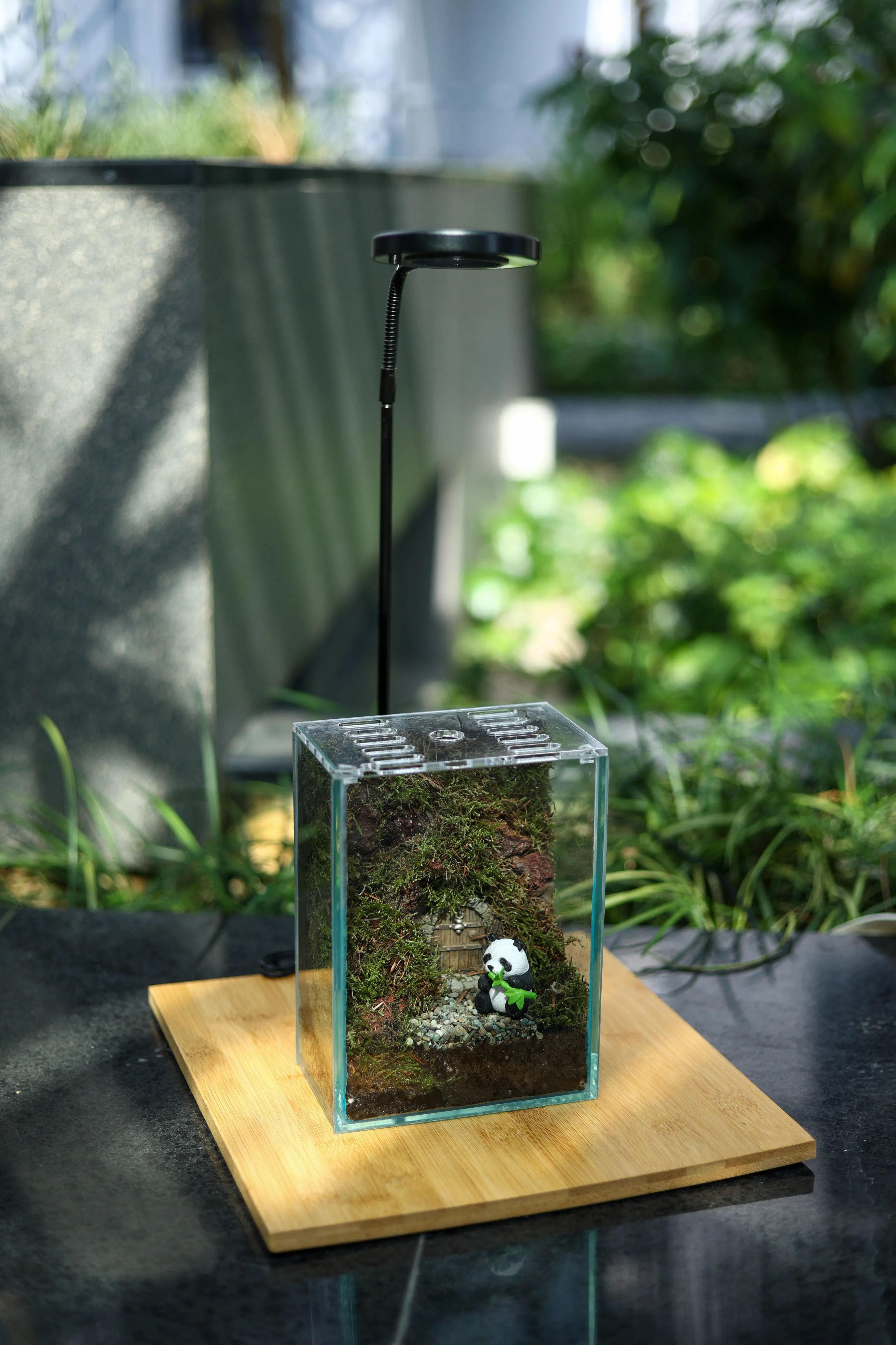 若室内缺乏光线，模拟自然光的植物照射灯是维持瓶中景健康成长所不可或缺的。（白艳琳摄）