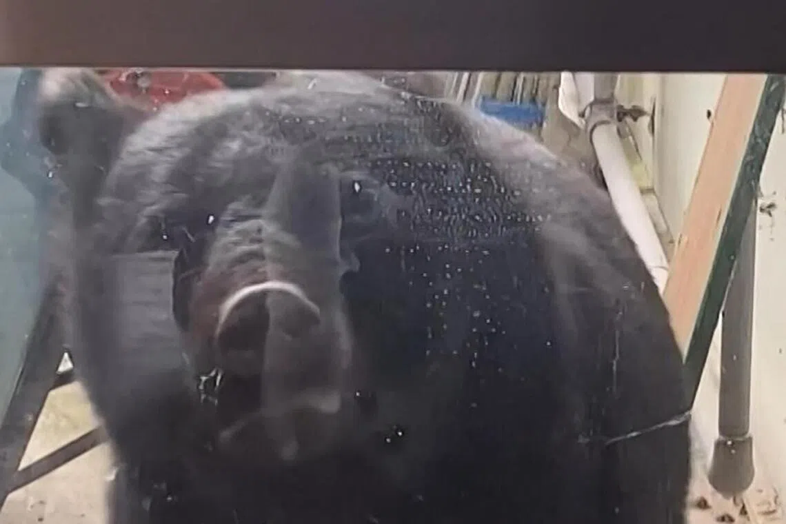 10月14日的视频截图显示，一只熊出现在岩手县花卷市笹间幼儿园外，当时幼儿园内约有40名儿童。（法新社）