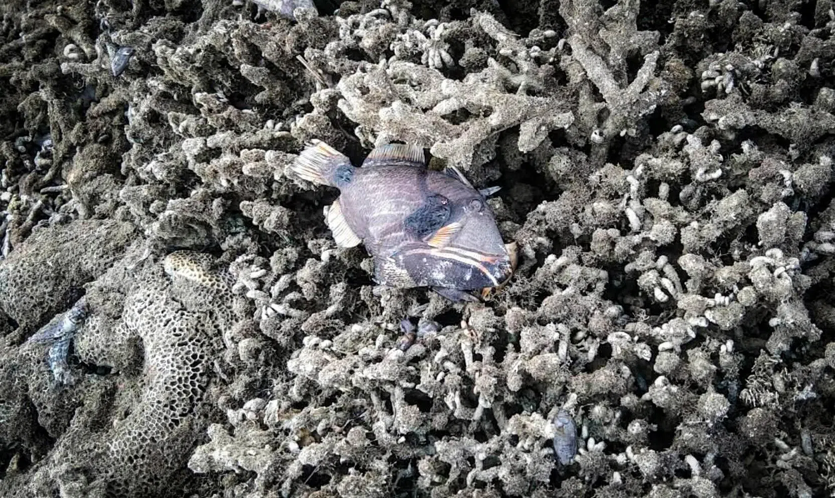 部分珊瑚因海床抬高而暴露在空气中，与其共生的海洋生物也因此死亡。（取自环境与天然资源部脸书）