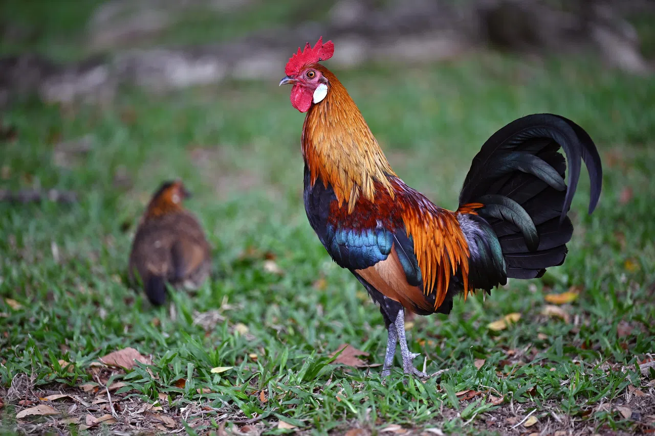 自动对焦速度极快且精准，但在追踪鸟类时略有挑战。（谢智扬摄）