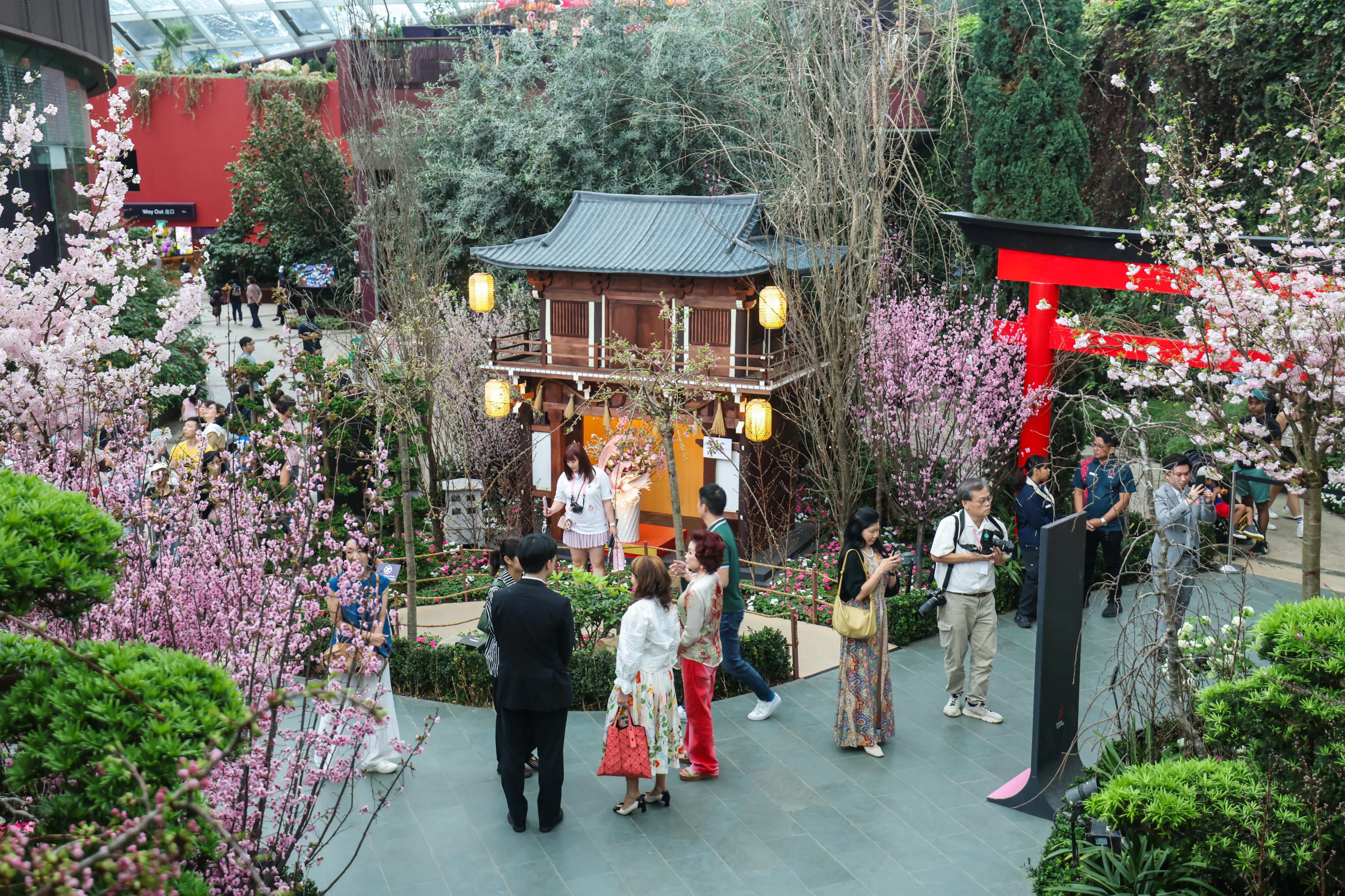 樱花的花期仅有一星期左右，为了让游客在不同阶段都能看到盛放的花朵，滨海湾花园精心选择了近40个品种，超过300株樱花树装点展区。（白艳琳摄）