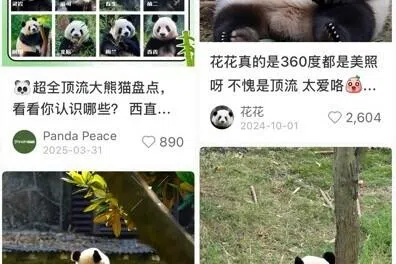 大量与熊猫相关的中文内容，是新加坡用户陈慧婷爱浏览小红书的原因之一。（视频截图）