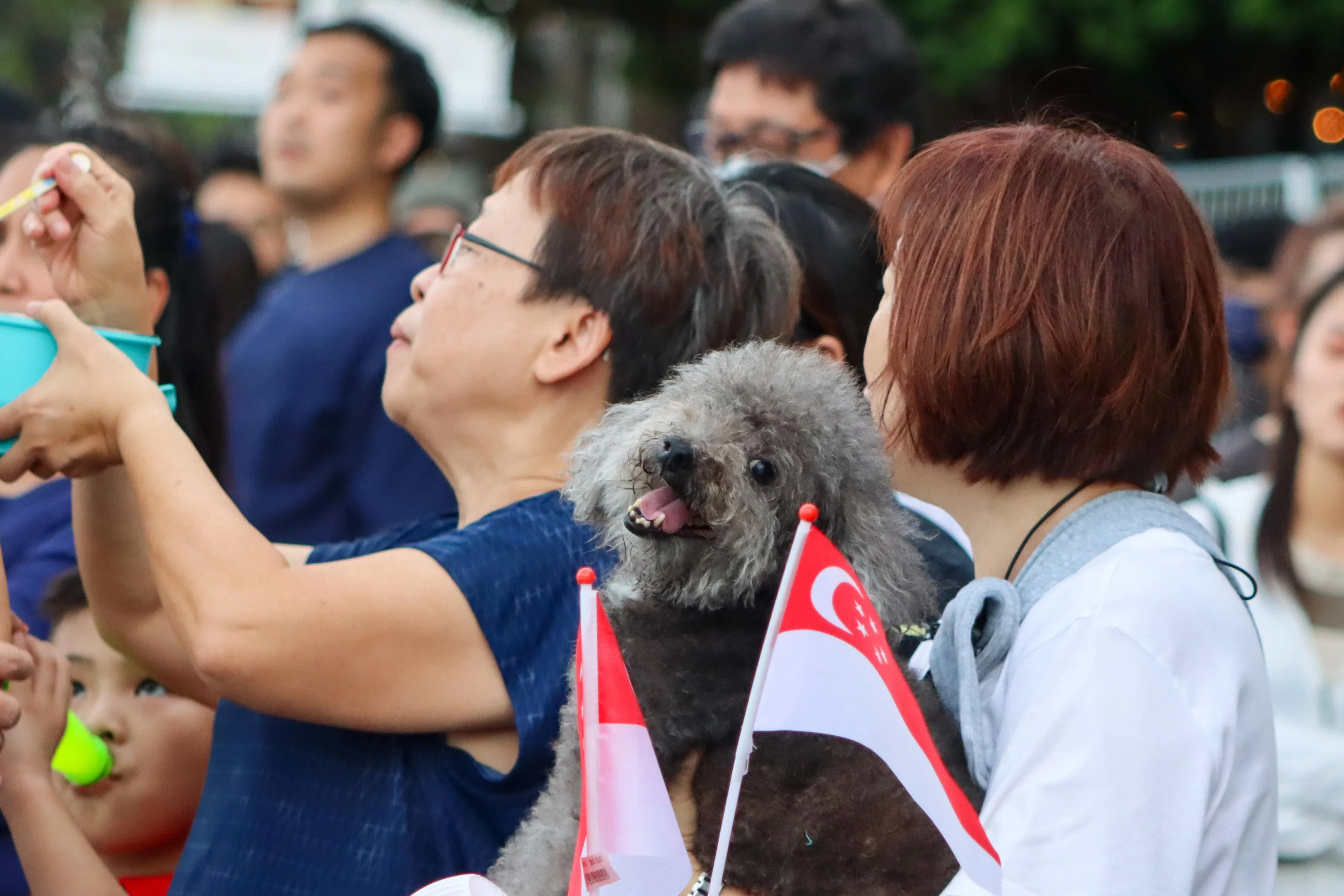为新加坡庆生，少不了人类最好的朋友。有公众带着宠物狗到滨海湾一带感受国庆氛围。（Hazel Yong Jia Ping摄）
