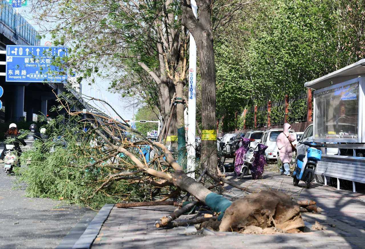4月12日，河北石家庄一棵大树被大风连根拔起。（中新社）