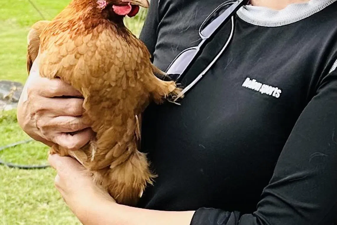 龙应台在自己山里家中饲养鸡只。（受访者提供）