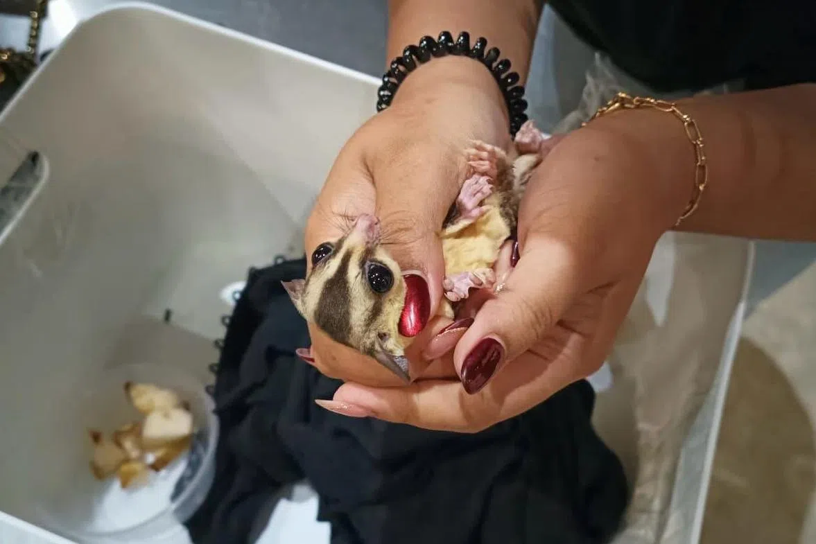 2023年11月，一人因非法进口蜜袋鼯在大士关卡被捕。（移民局提供）