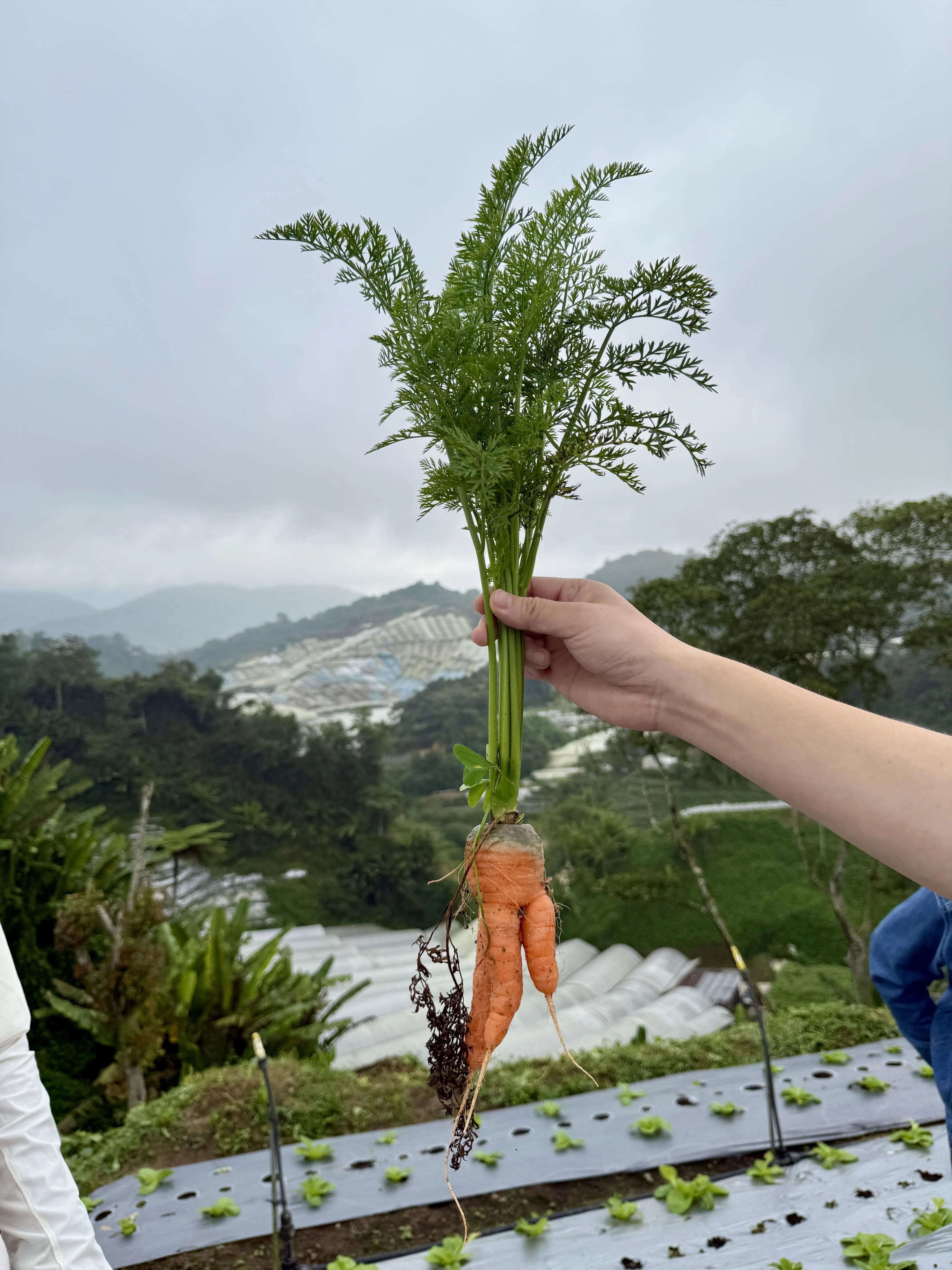 有机蔬菜的卖相未必理想，价钱也不便宜，但考虑到隐形成本与效益就能看到它的价值。（陈映蓁摄）