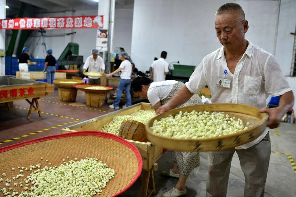 中国传统制茶技艺入遗 | 联合早报