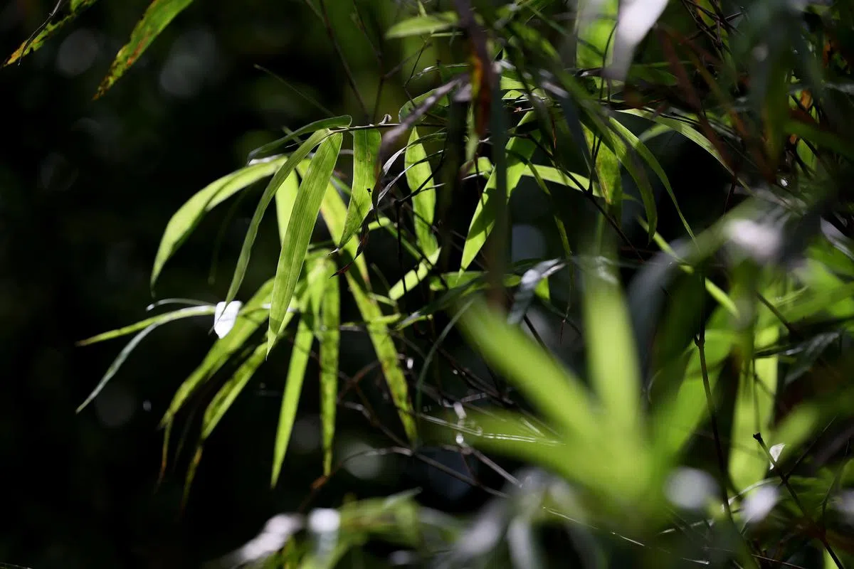 竹子生长快速，取材容易，近年成为绿色设计人气选材。（龙国雄摄）