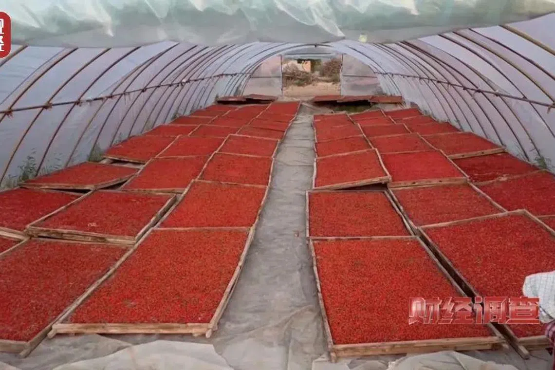 参与枸杞熏制的村民坦言，他们一般是下午搭棚、晚上熏制，第二天白天晾晒。（新闻截图）