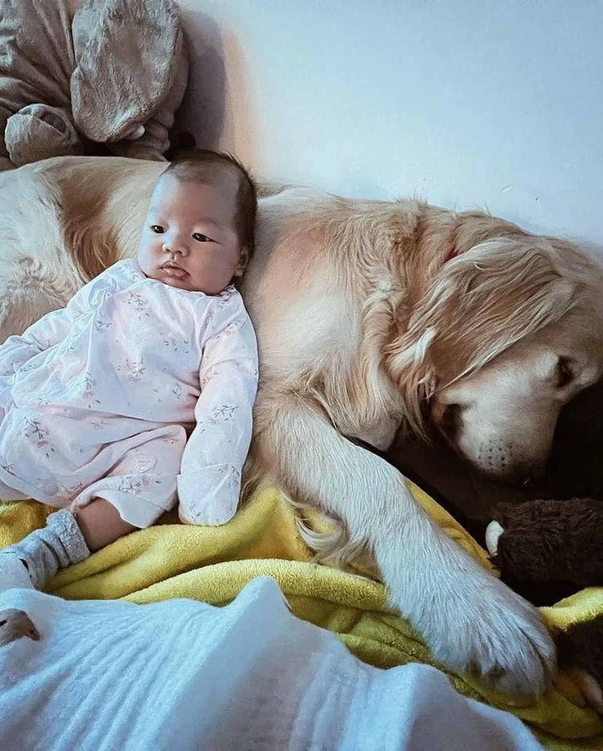 洪永城的爱犬Molly经常陪伴着小主人。（取自IG）