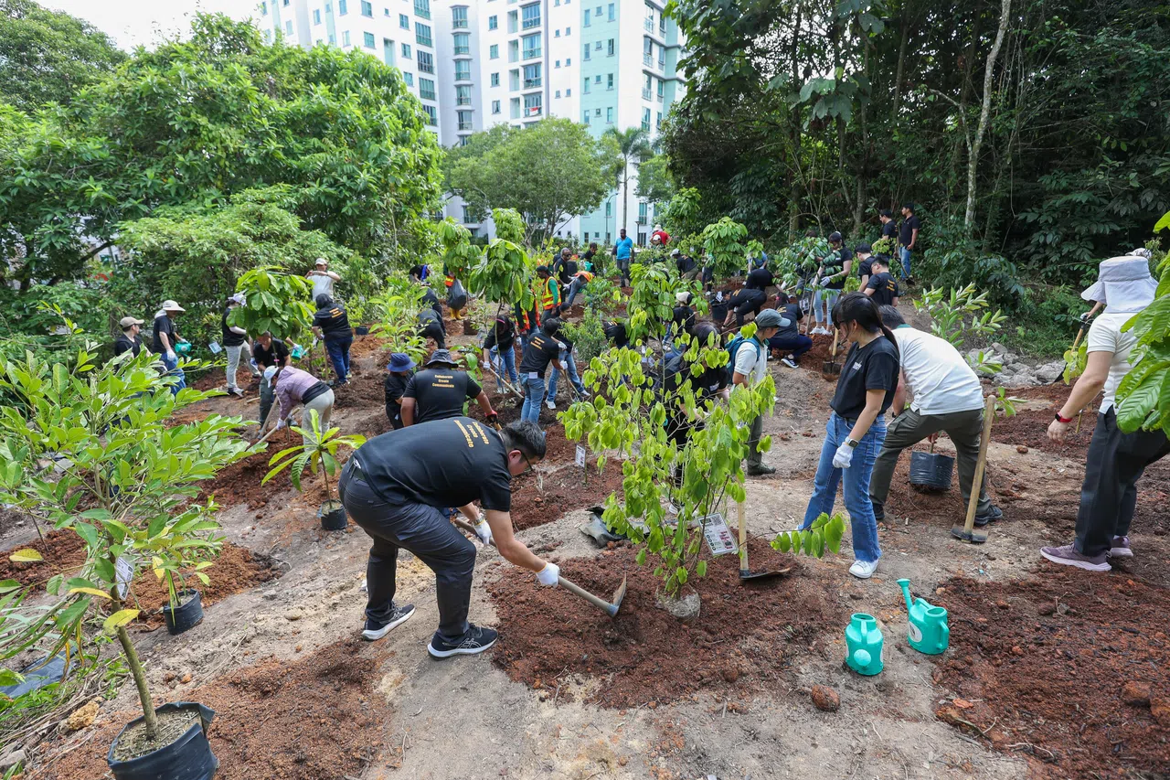 除了大叶假韶子，植树团队也种植其他本土原生树种，例如白桐树、土蜜树和东方紫金牛等。（陈心媛摄）