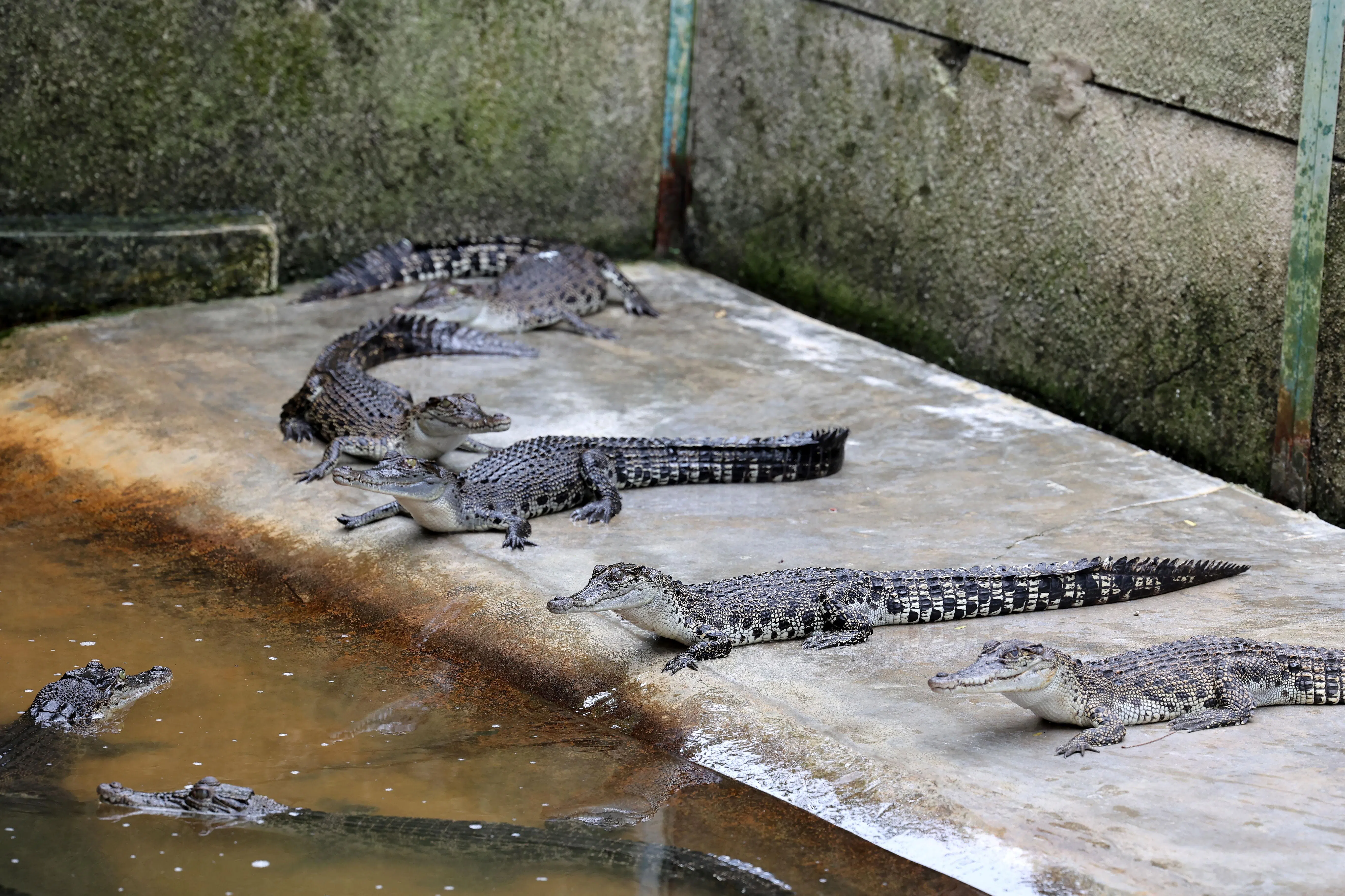 饲养鳄鱼的鳄鱼池空间宽敞。（龙国雄摄）