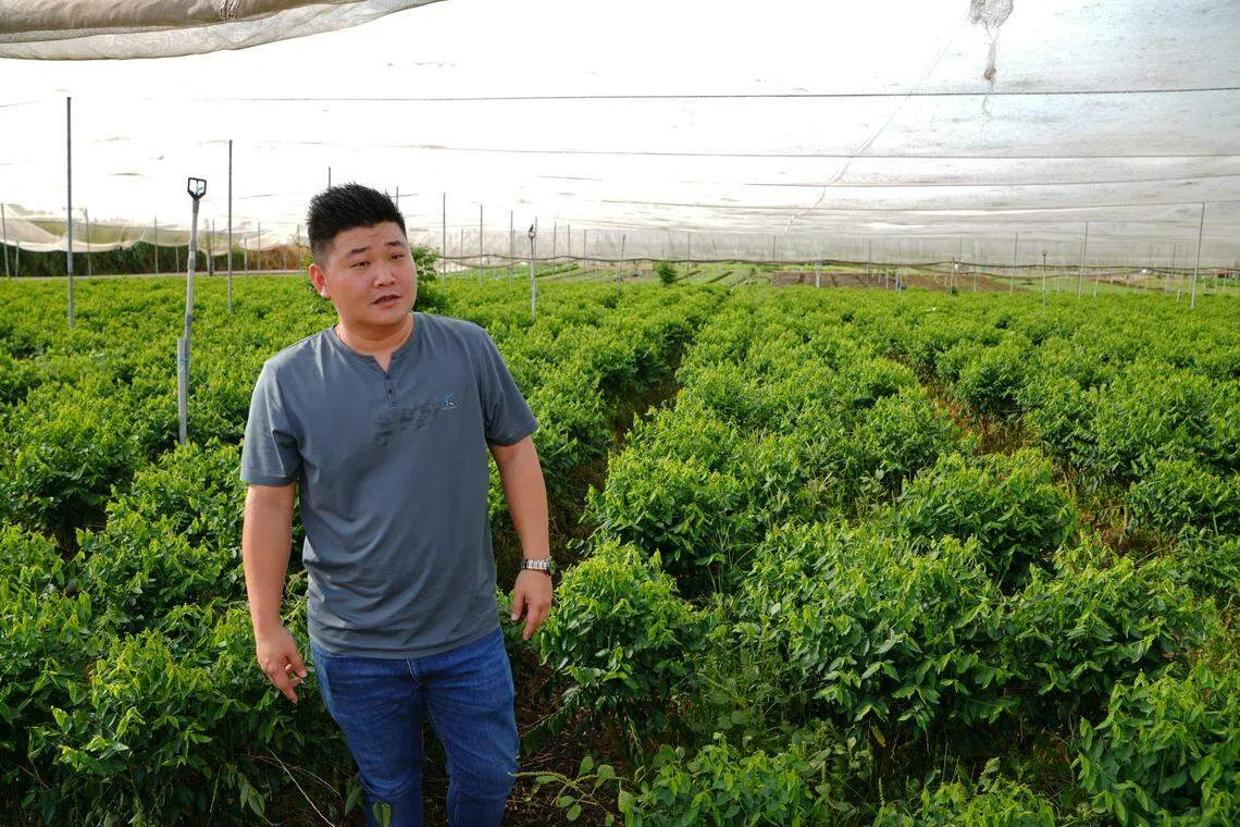 陈苏潮父子有限公司的第二代陈志强，对这一片茂盛的马尼菜园相当引以为傲。（林国明摄）