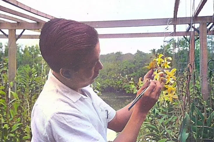 胡姬花命名非政治外交专属 胡姬花农的生命延续 | 联合早报