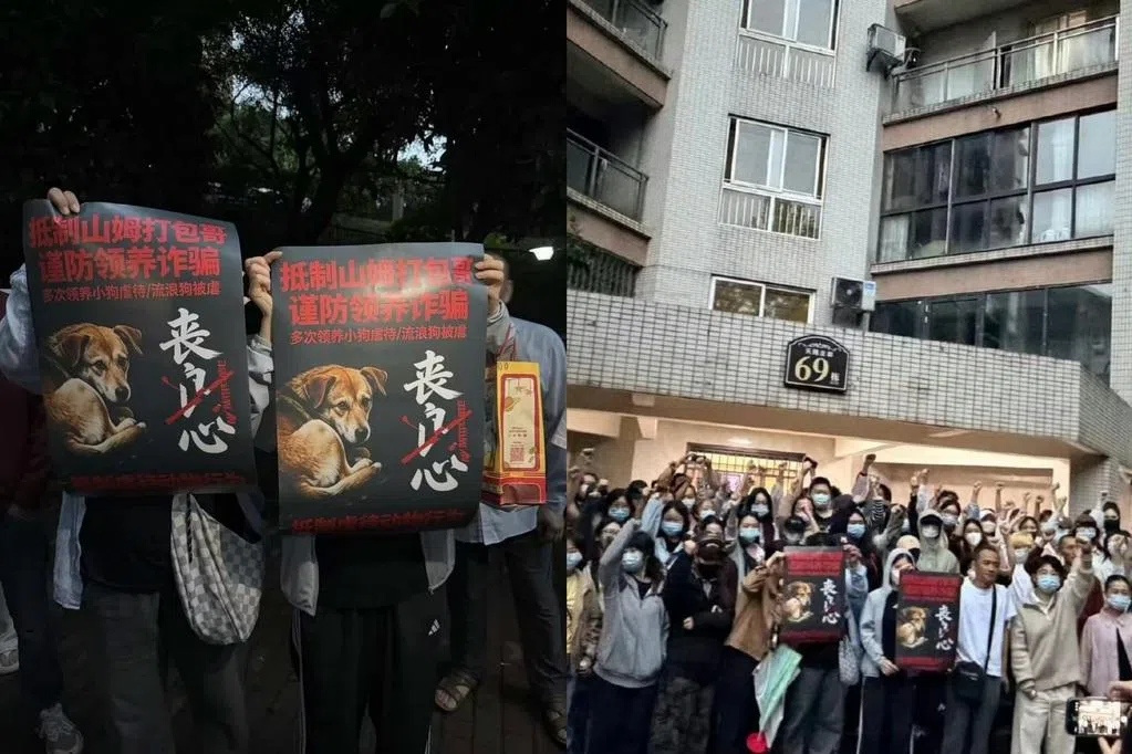 重庆“山姆打包哥”被爆虐待领养猫狗引发聚集 警方调查
