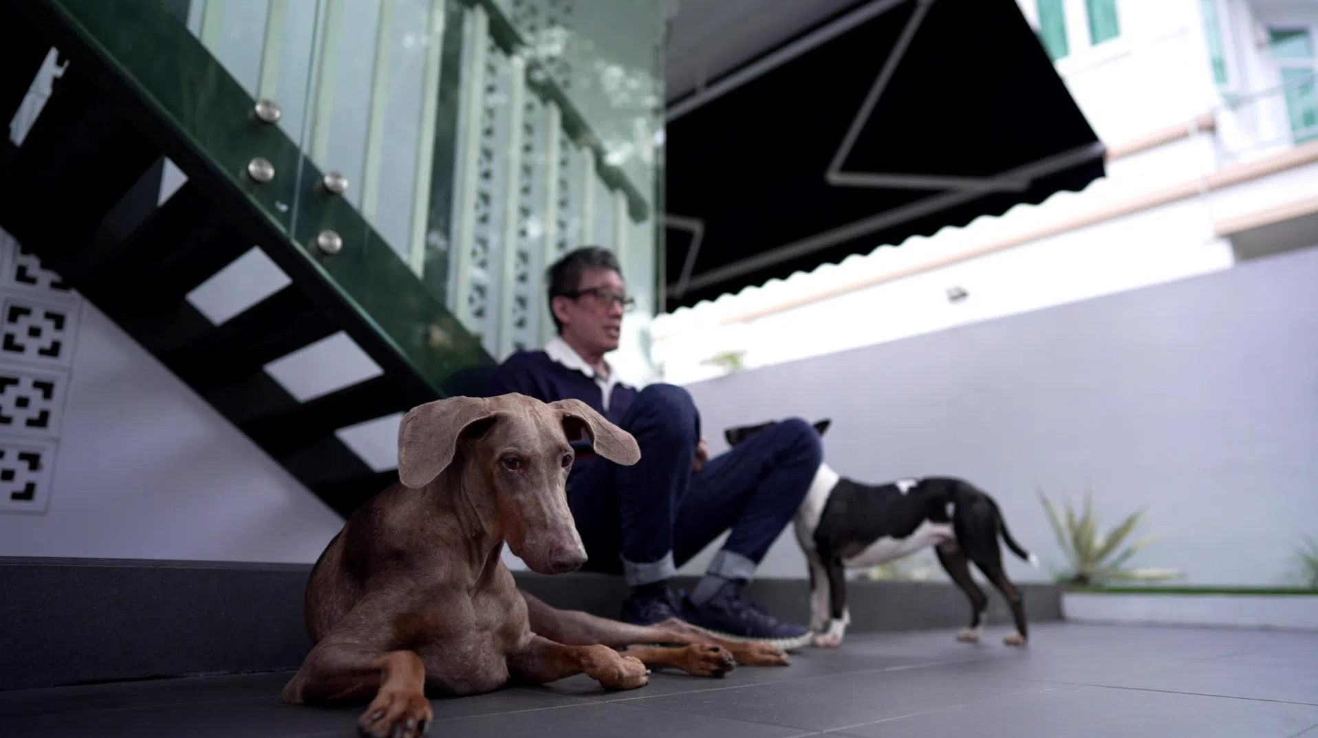 梅丹尼尔2017年领养退役繁殖犬Leia，安排兽医为一瘸一拐的它进行胫骨平台整平截骨术，在两只后腿植入钢棒。梅丹尼尔怀疑，Leia在繁殖场时曾遭受虐待。（视频截图）