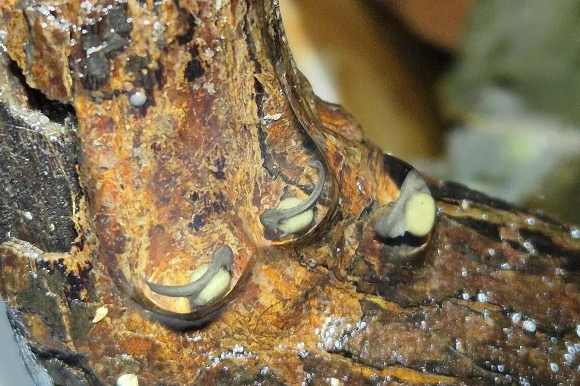 公园局引入乌敏岛的隐秘夜彩蛙已适应岛上环境，照片为正在发育的隐秘夜彩蛙胚胎。（国家公园局提供）
