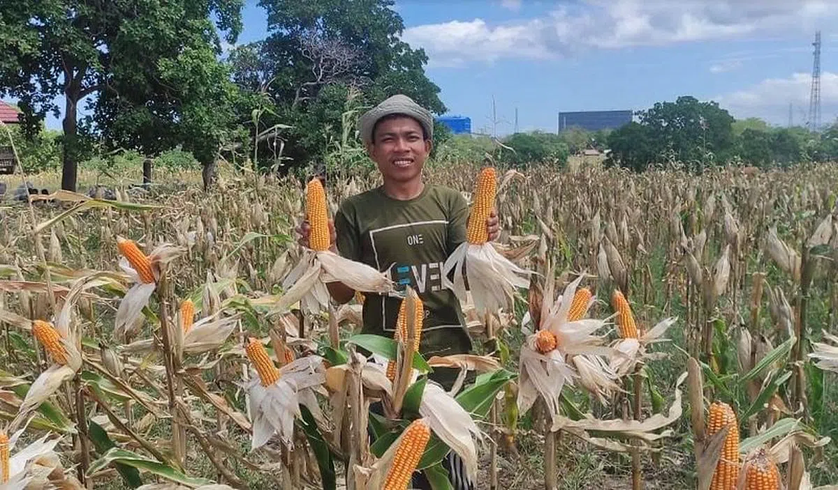 数码平台Jivaa协助印尼种植玉米的小农户提高产量，进而希望改善他们的生活素质。（Jiva提供）