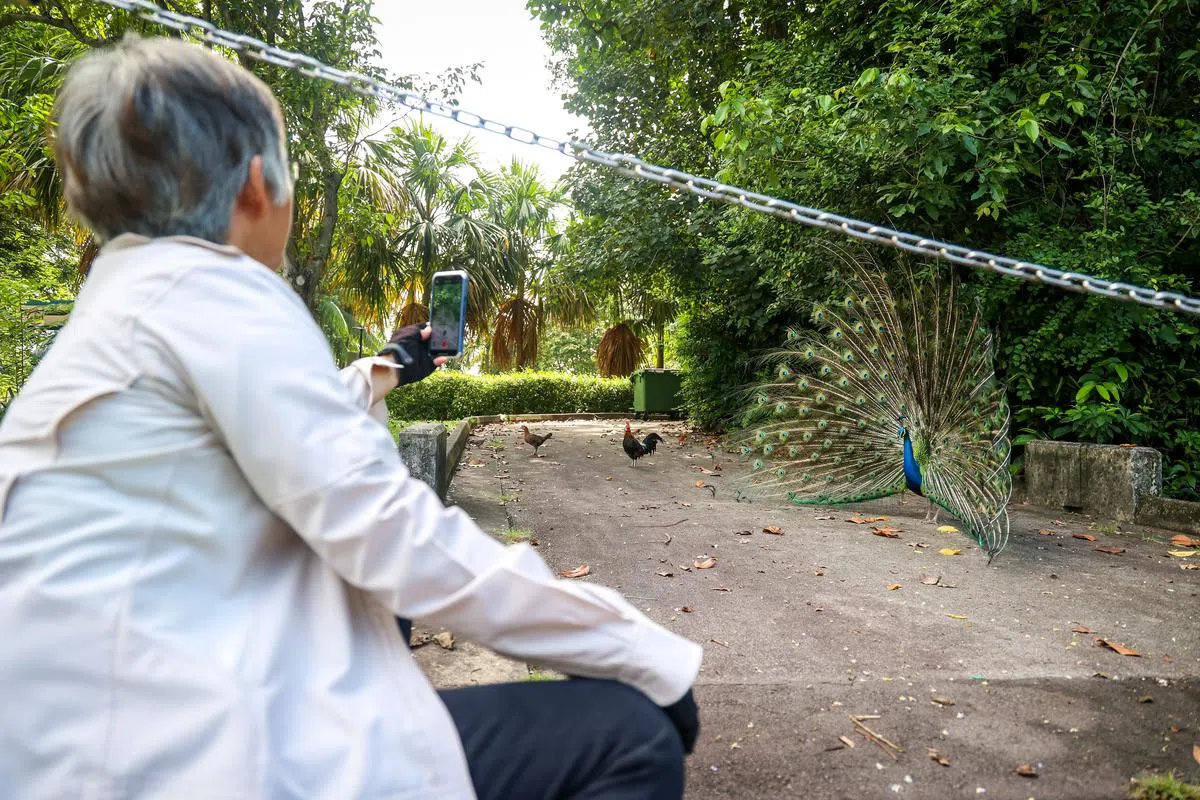 如果没看到孔雀也别失望，这里还是有很多野生动物出没的，可细心观察。（摄影 / 叶振忠）