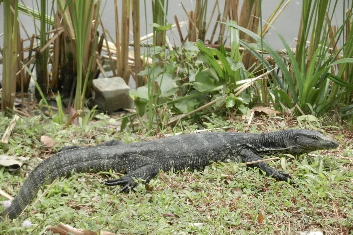 榜鹅河道的大蜥蜴。（作者提供）