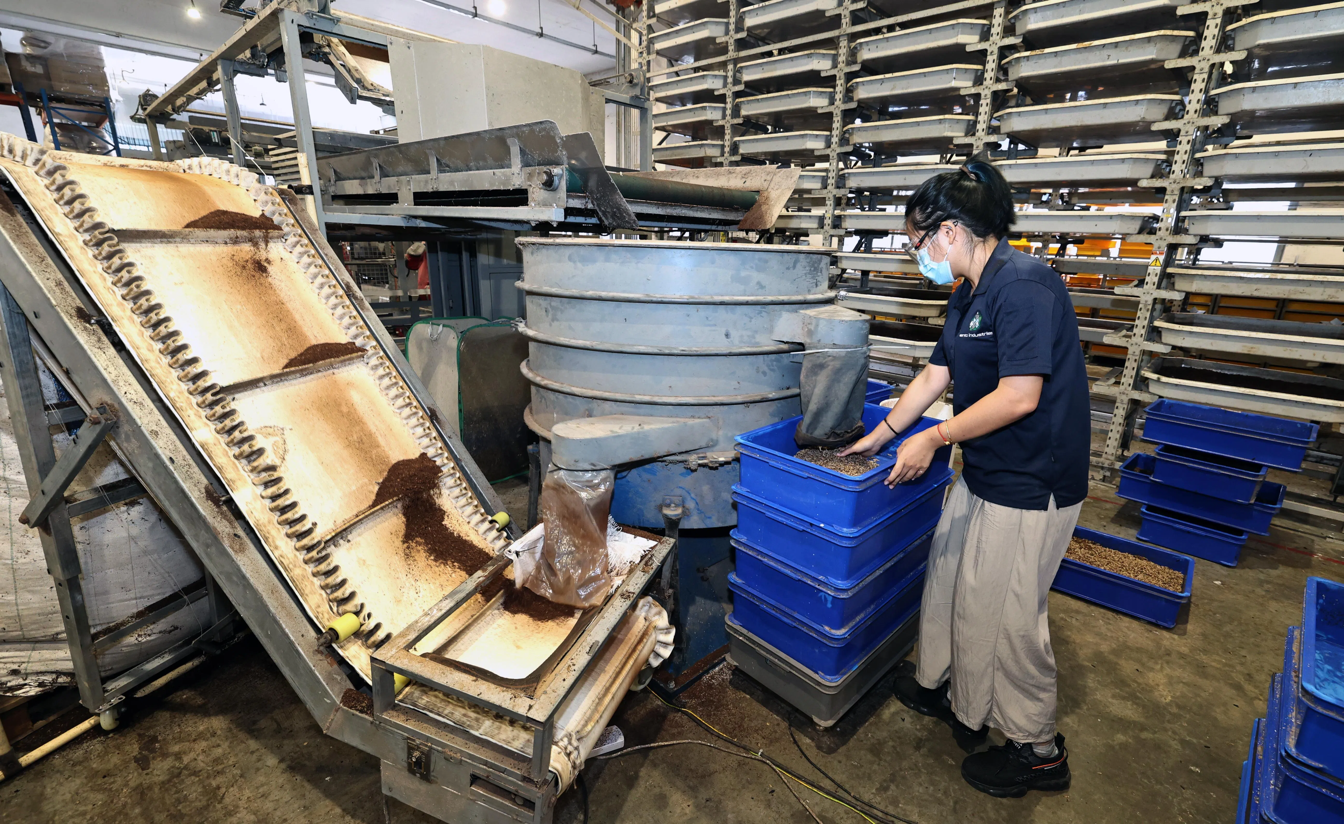 Ento的自动采收系统把黑水虻幼虫与虫粪分离，前者用作动物饲料，后者制成有机肥料。（周国威摄）