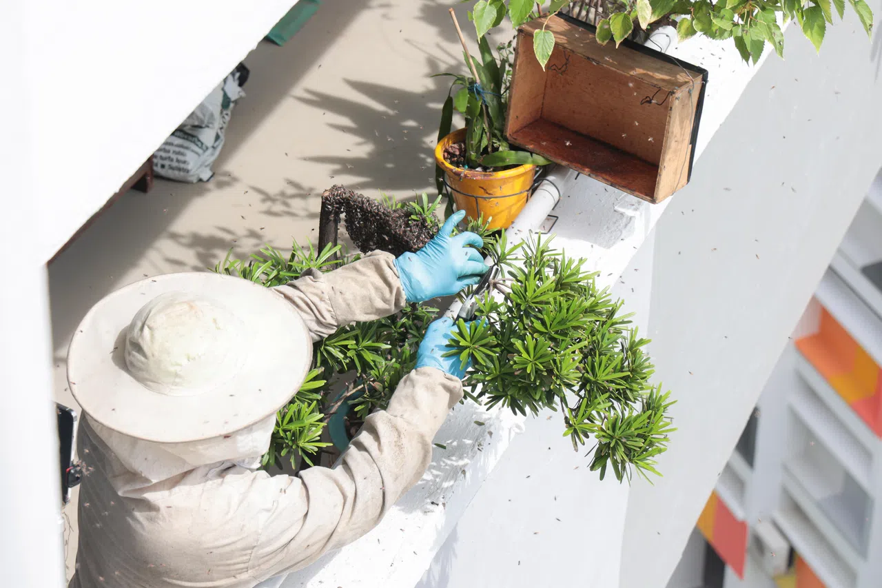 在修剪枝叶的过程中，蜂巢受到扰动，蜜蜂开始在蜂巢周围徘徊，但大多离得不远。（李冠卫摄）