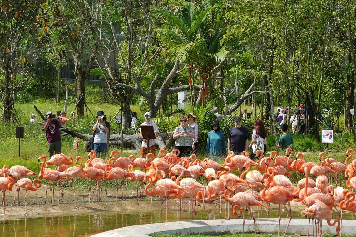 不少公众前来赏鸟拍照。（谢智扬摄）