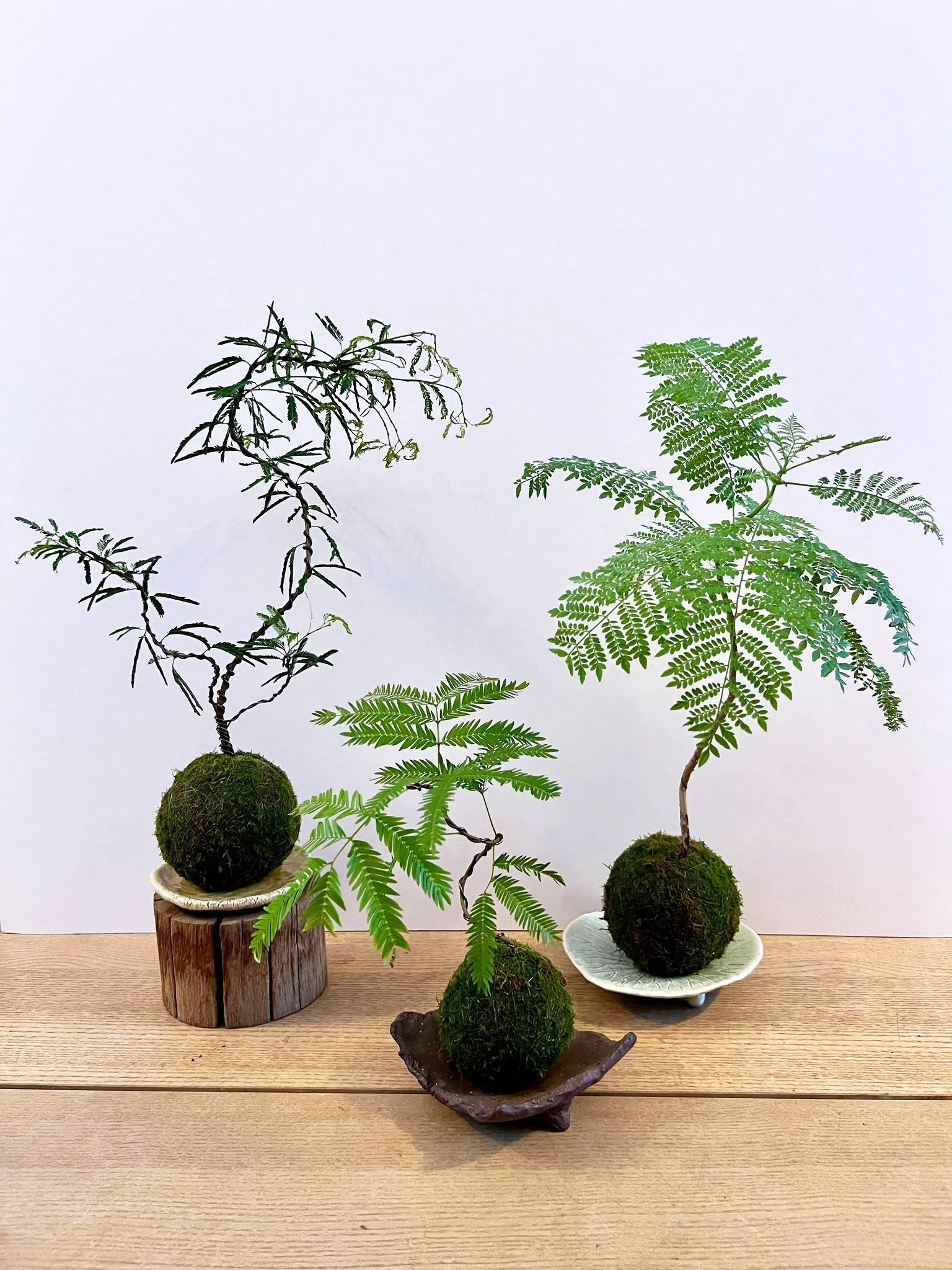 苔玉源自日本古代栽种法，使用苔藓包裹着泥土的植物根部制成盆栽。（Crafted Identity提供）