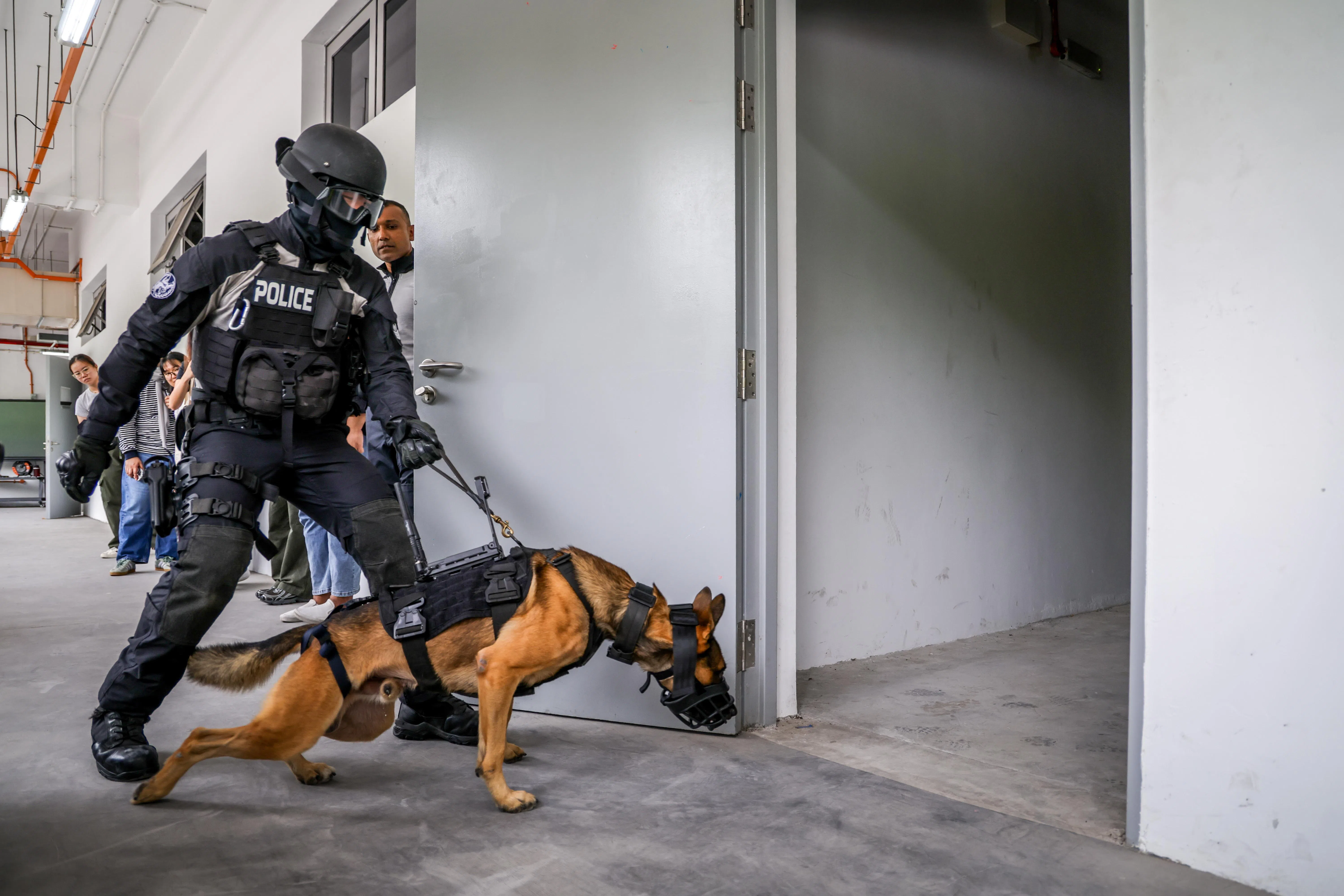 演练中，警犬率先进入建筑物搜索目标，安装在背部的摄像系统将现场画面和声音实时传送至警员手持的监视器。（叶振忠摄）