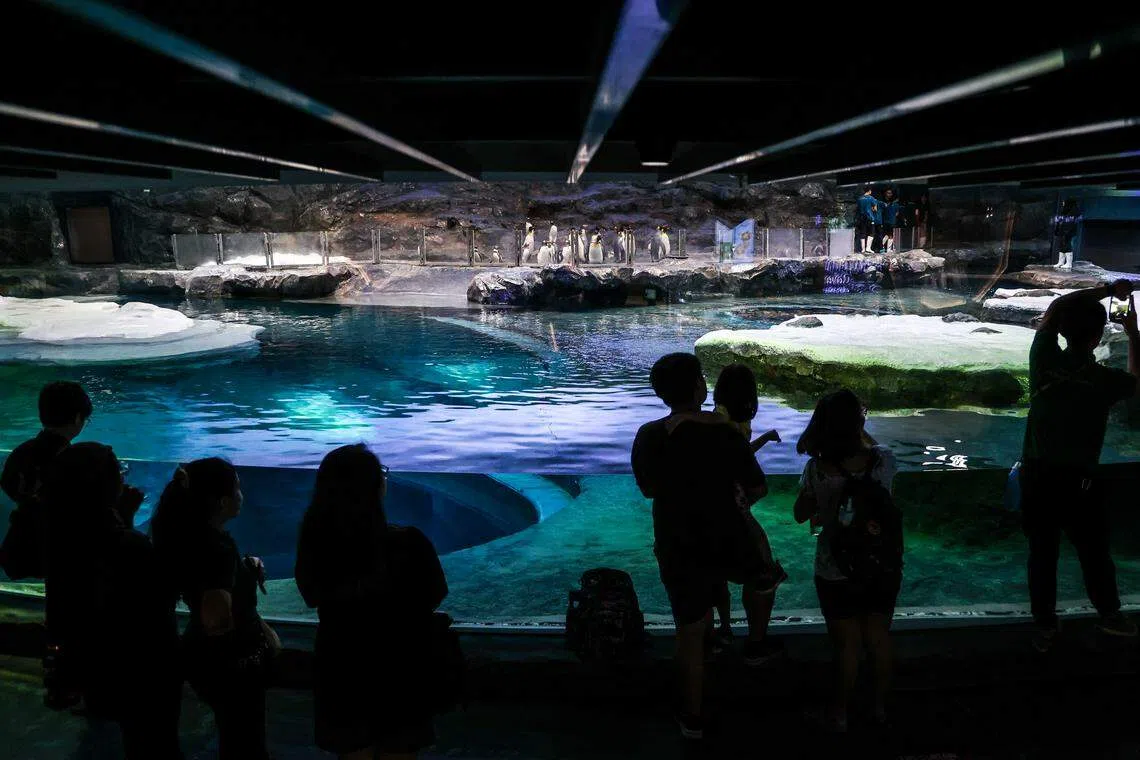 在得知企鹅正在搬家后，有近百名公众等候企鹅抵达。（白艳琳摄）