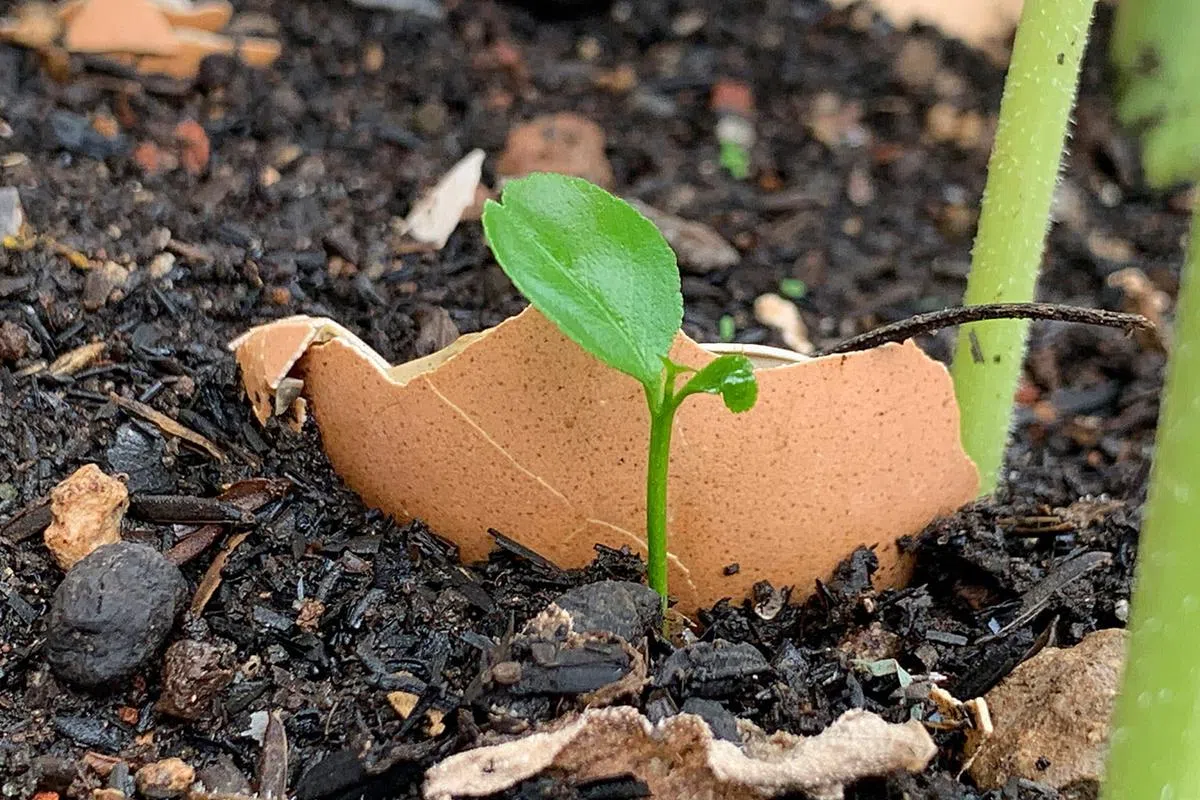 蛋壳洗净、弄碎，可掺进土里，做天然肥料。（图/Getty Images）